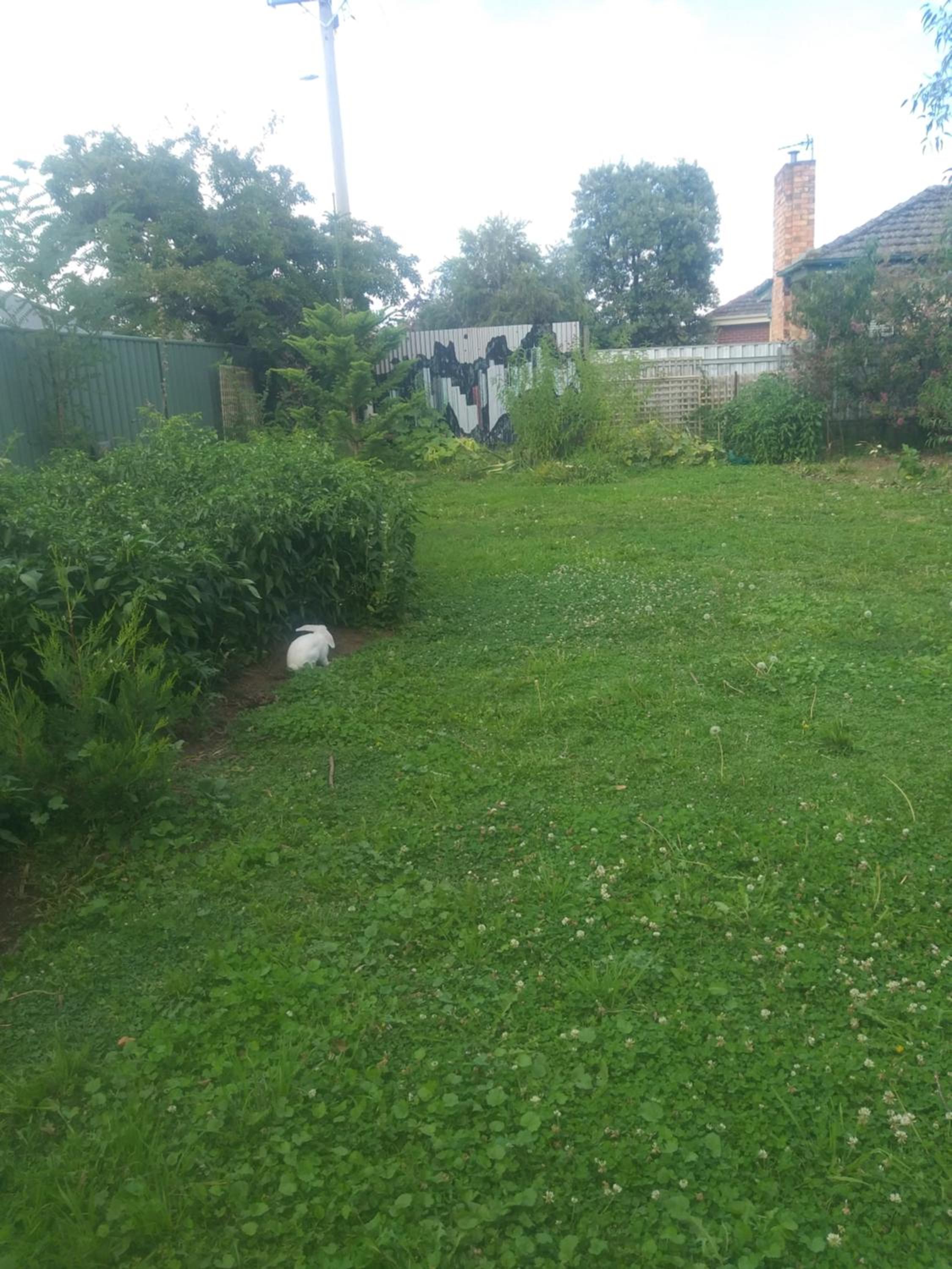 Deluxe Bungalow with Garden View photo 3