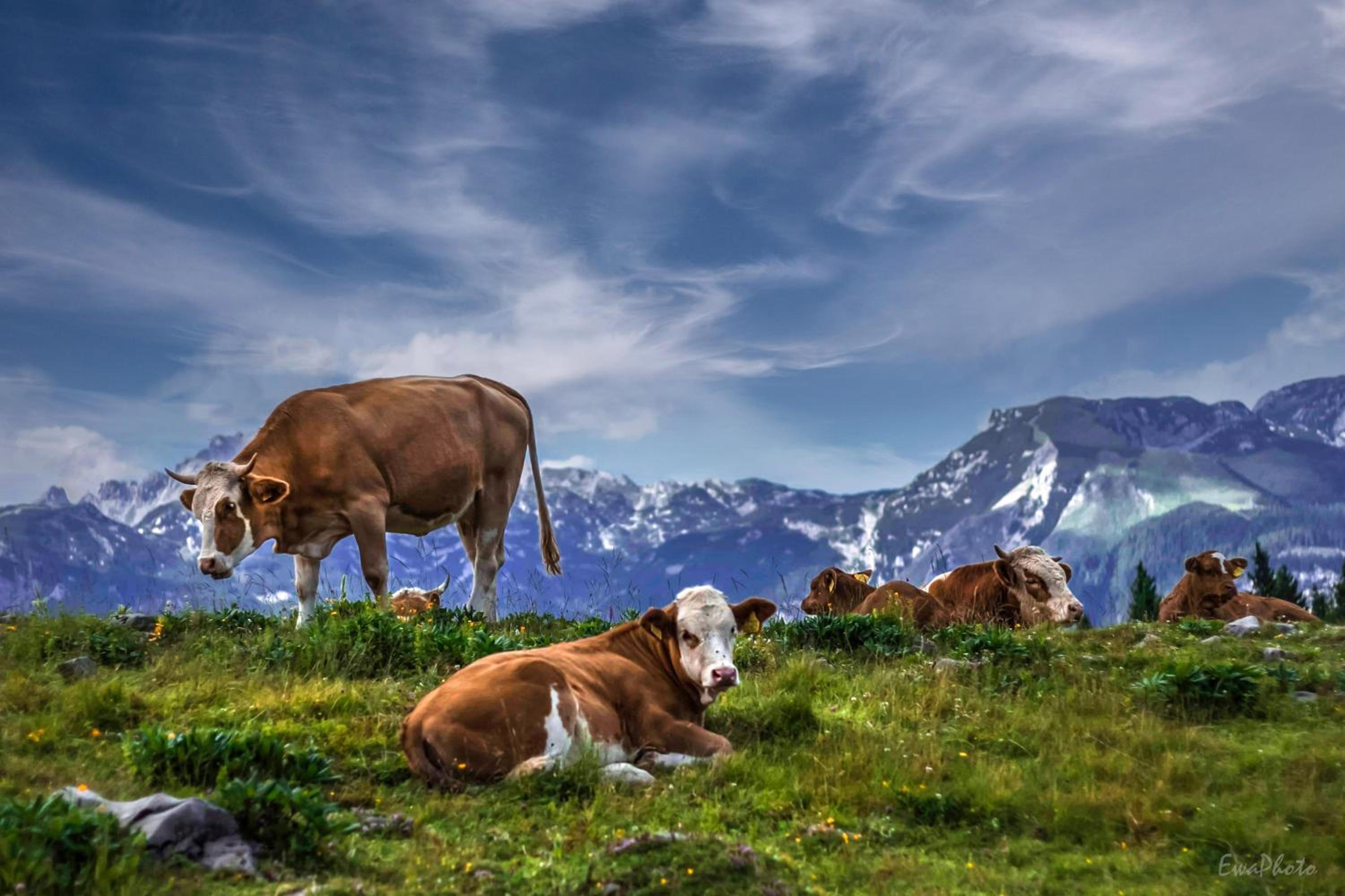Two-Bedroom Chalet - Photo 81