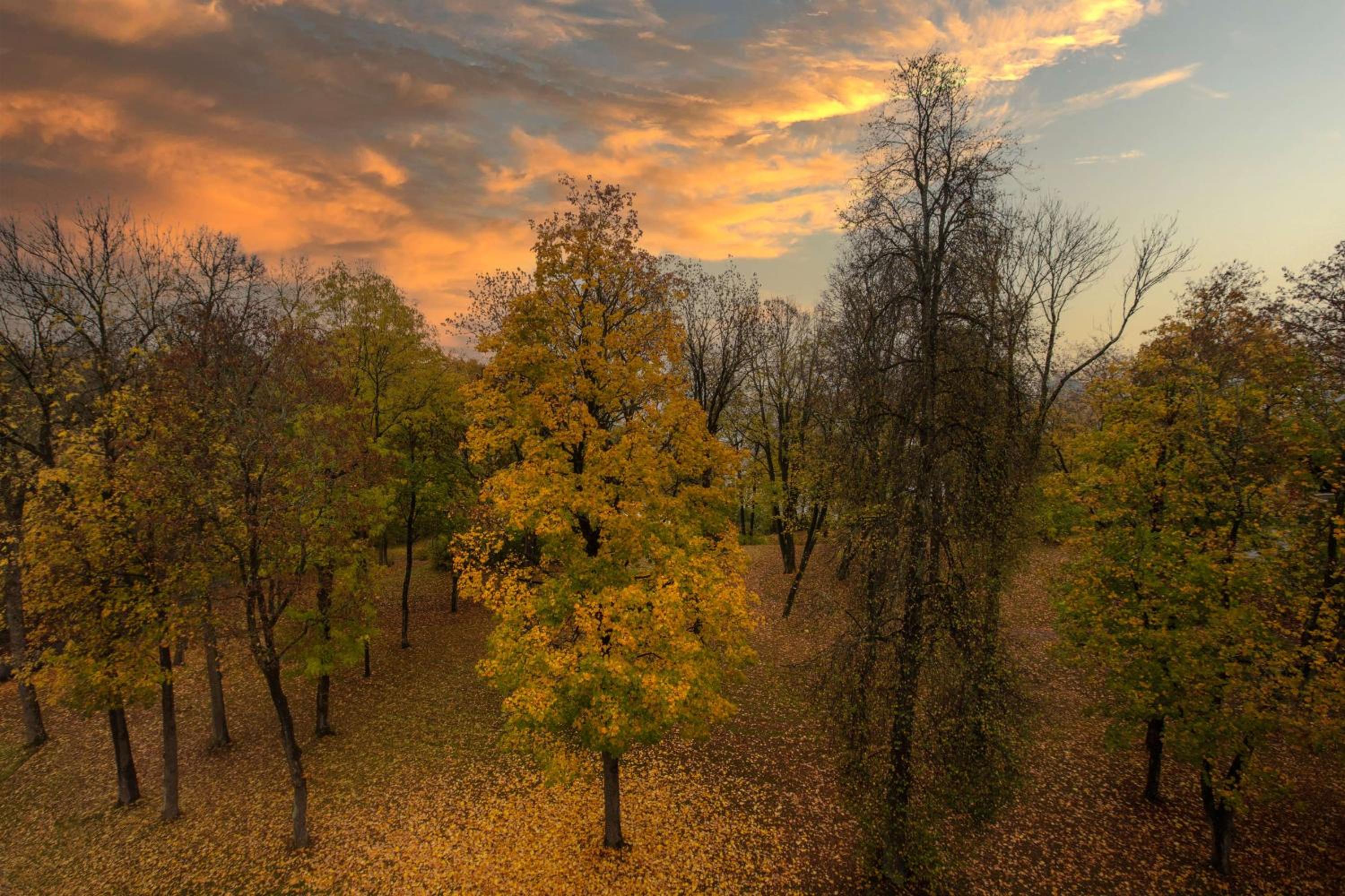 Premium Room - Park View - Photo 4