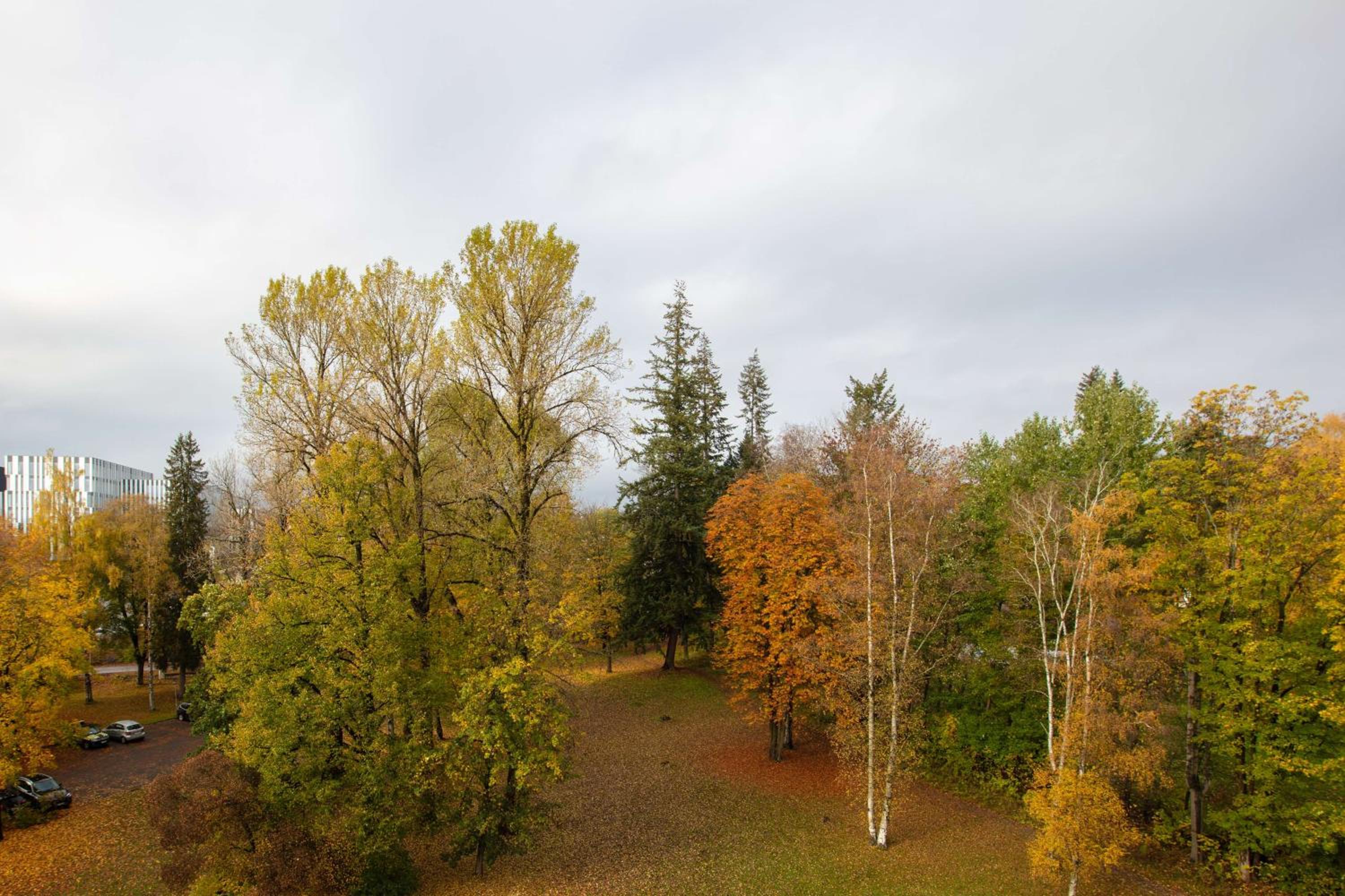 Superior Room with Park View