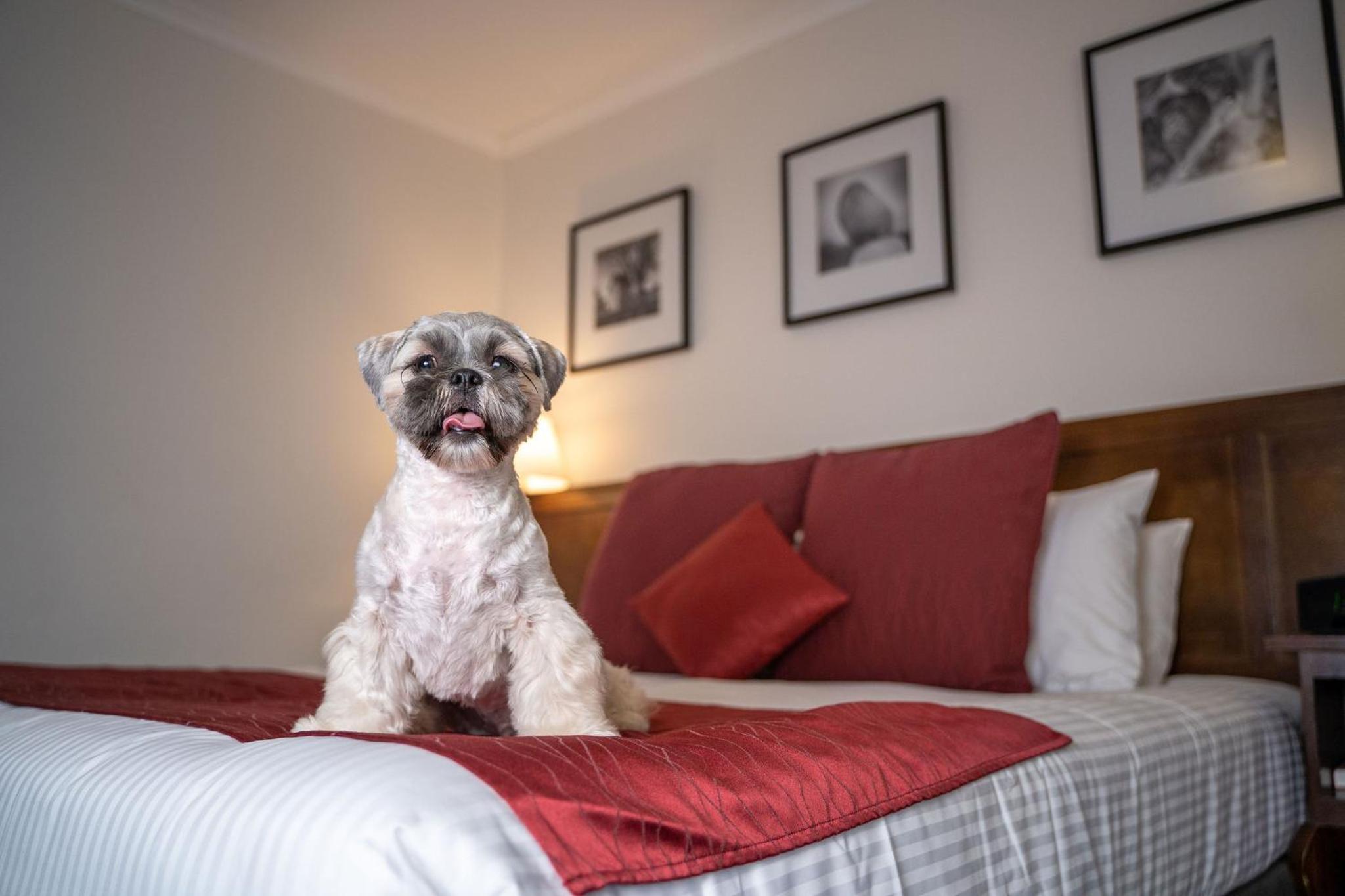 King Room - Pet Friendly - Photo 6