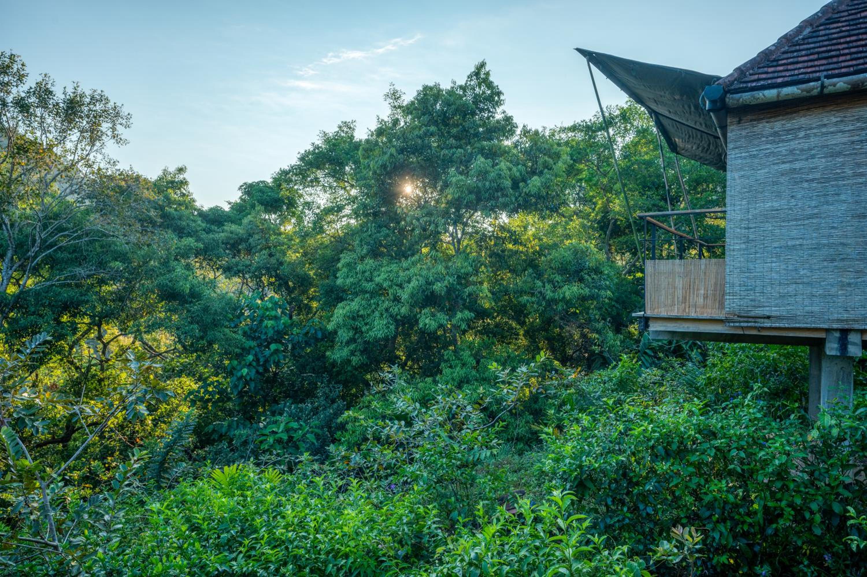 Forest Pavilion :2 adults (no extra beds or children possible) photo 2