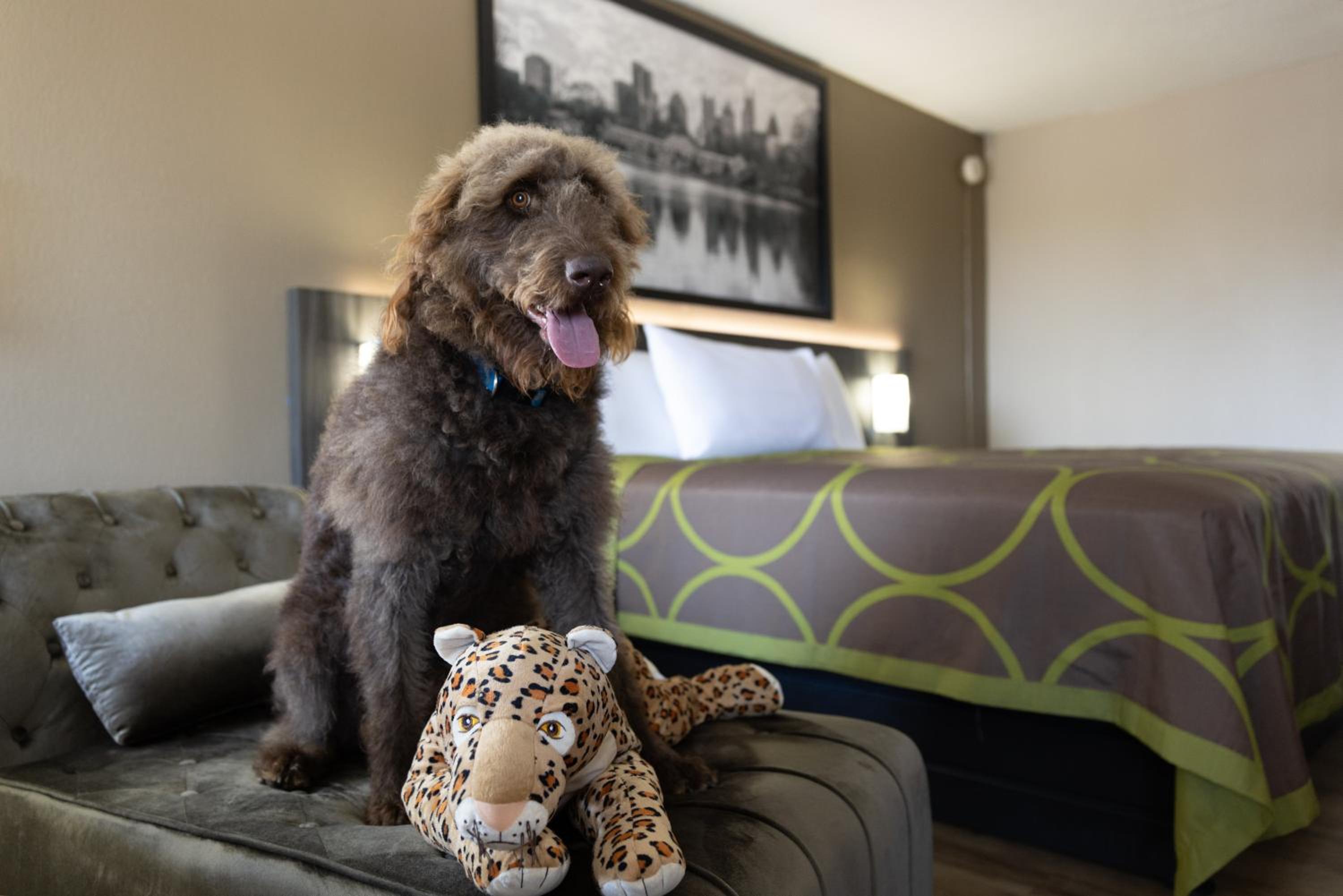 King Room - Pet Friendly/Non-Smoking - Photo 2