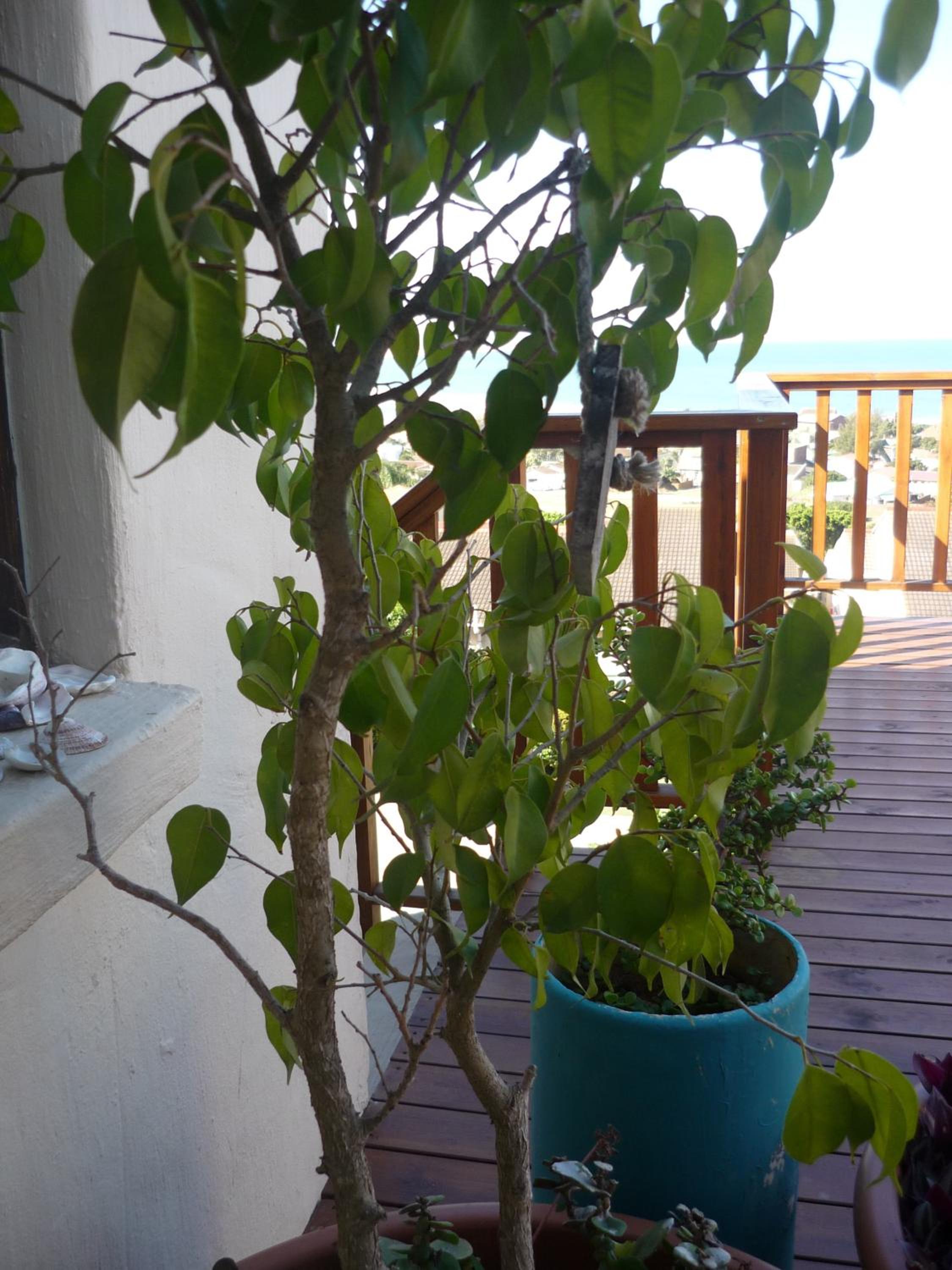 Suite With Sea View photo 2