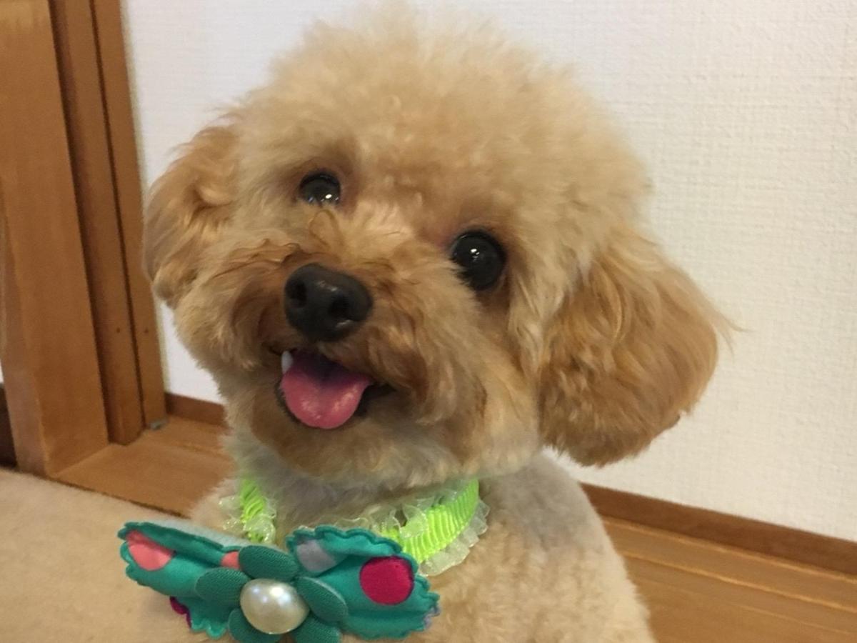 Japanese-Style Family Room(5 Adults) - Dog Friendly - Photo 1