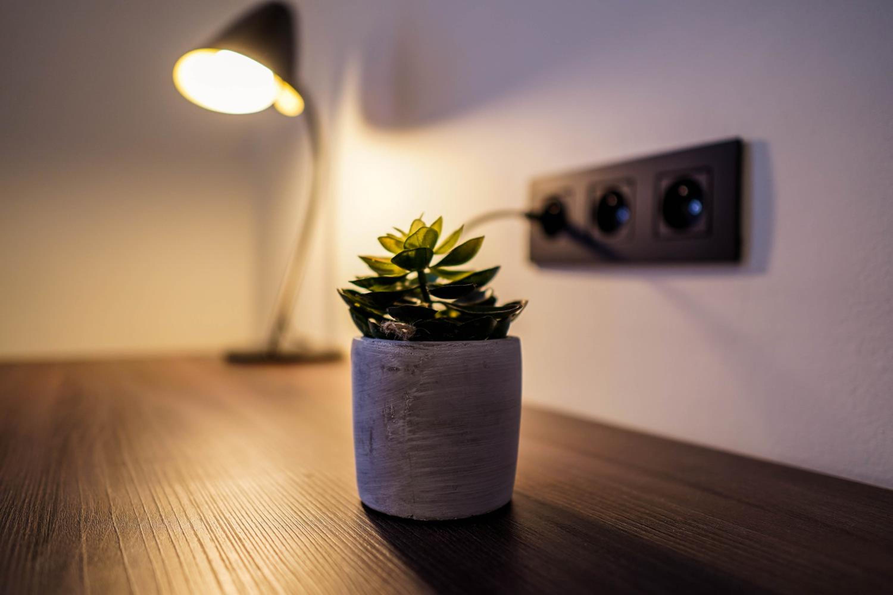 small potted plant in front of a light switch