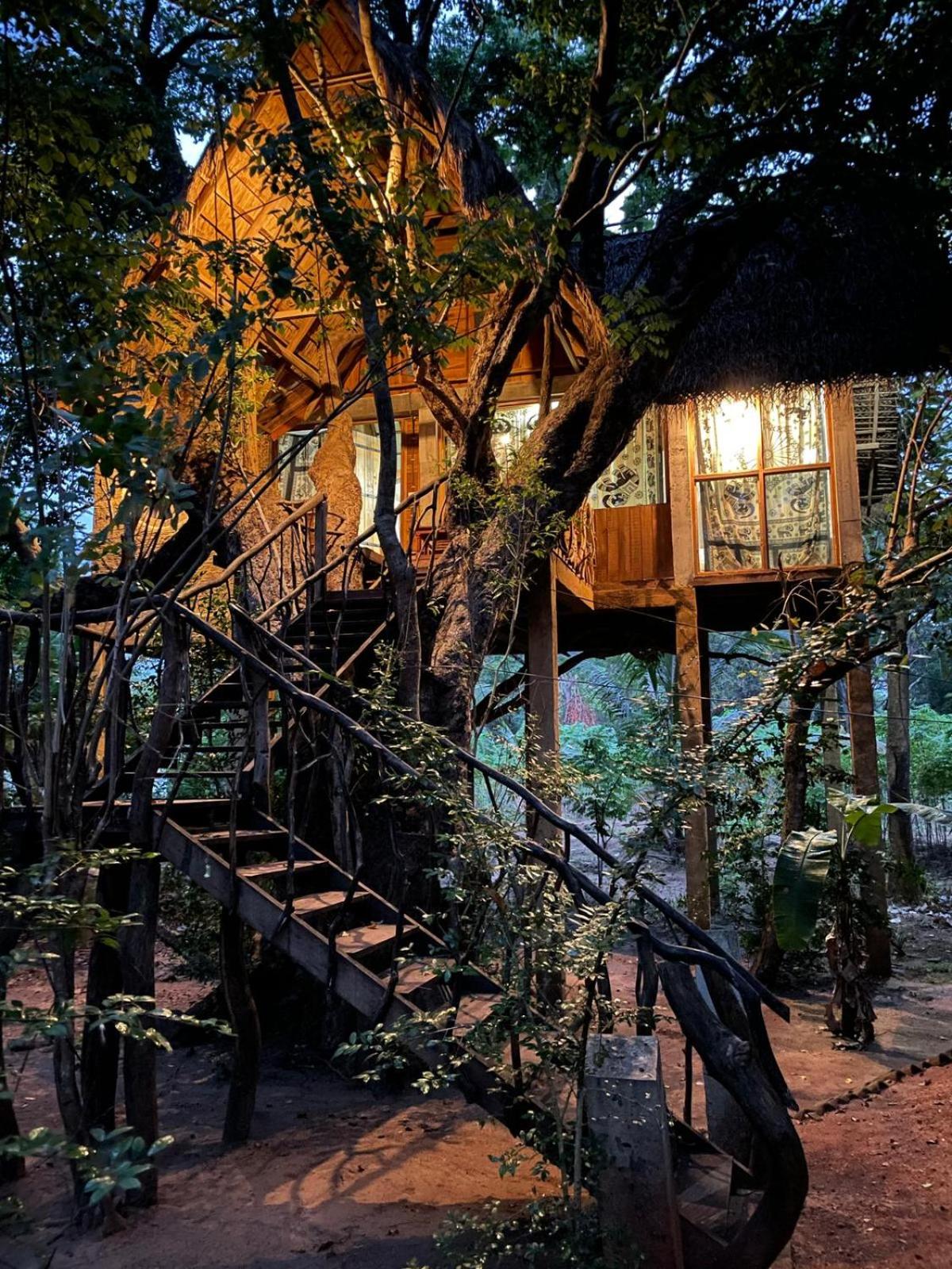 Amazing Tree House