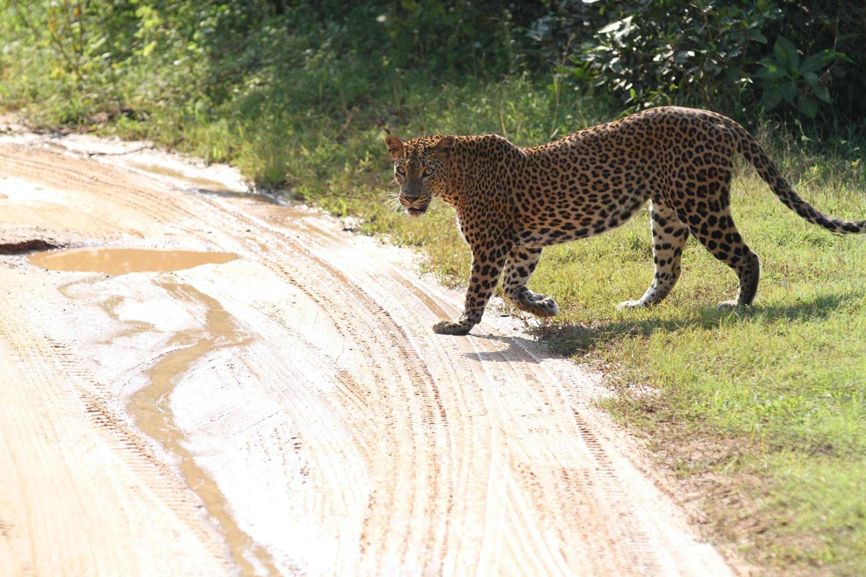 Deluxe Double Room with Safari photo 3