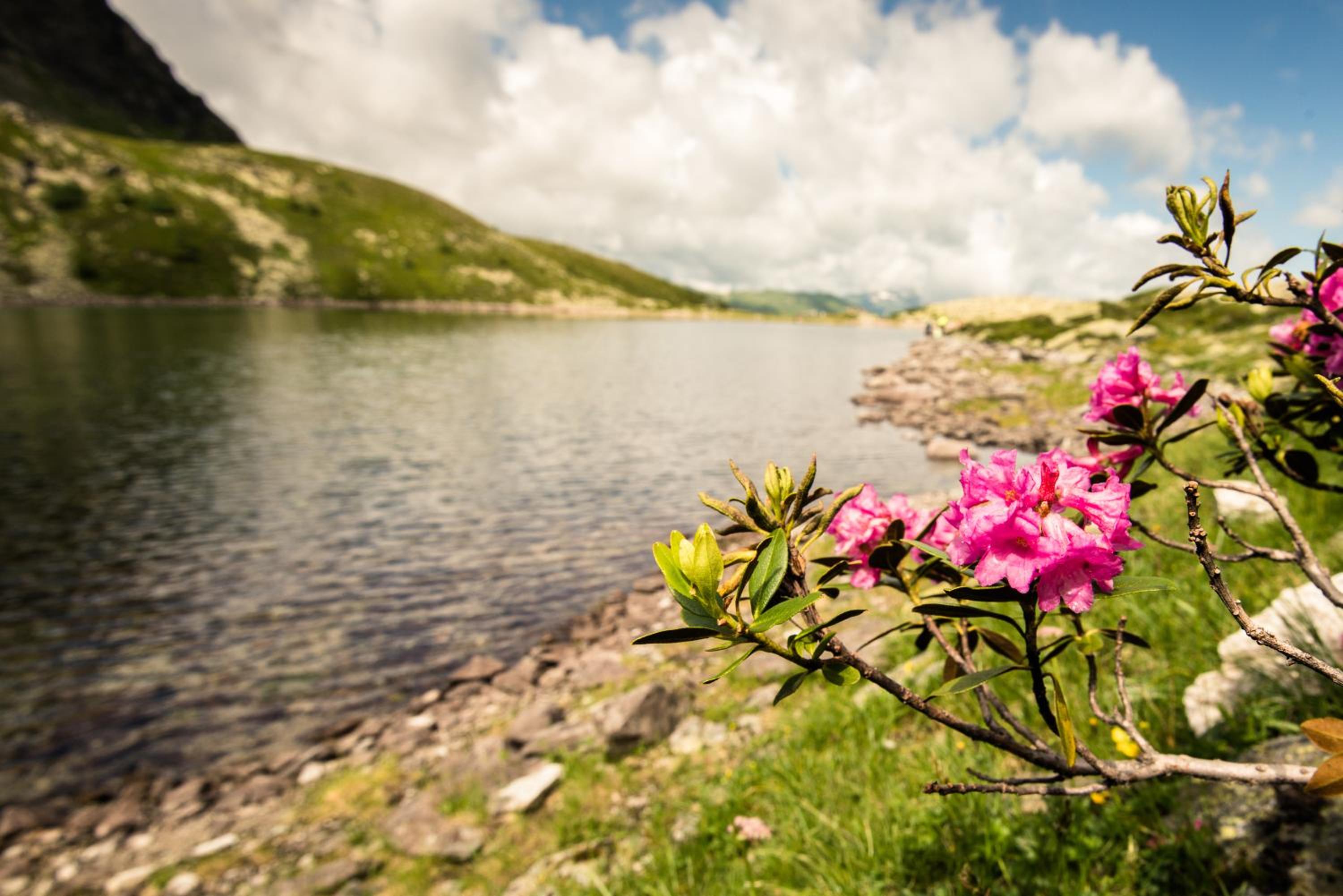 Studio - free access to Alpentherme photo 3