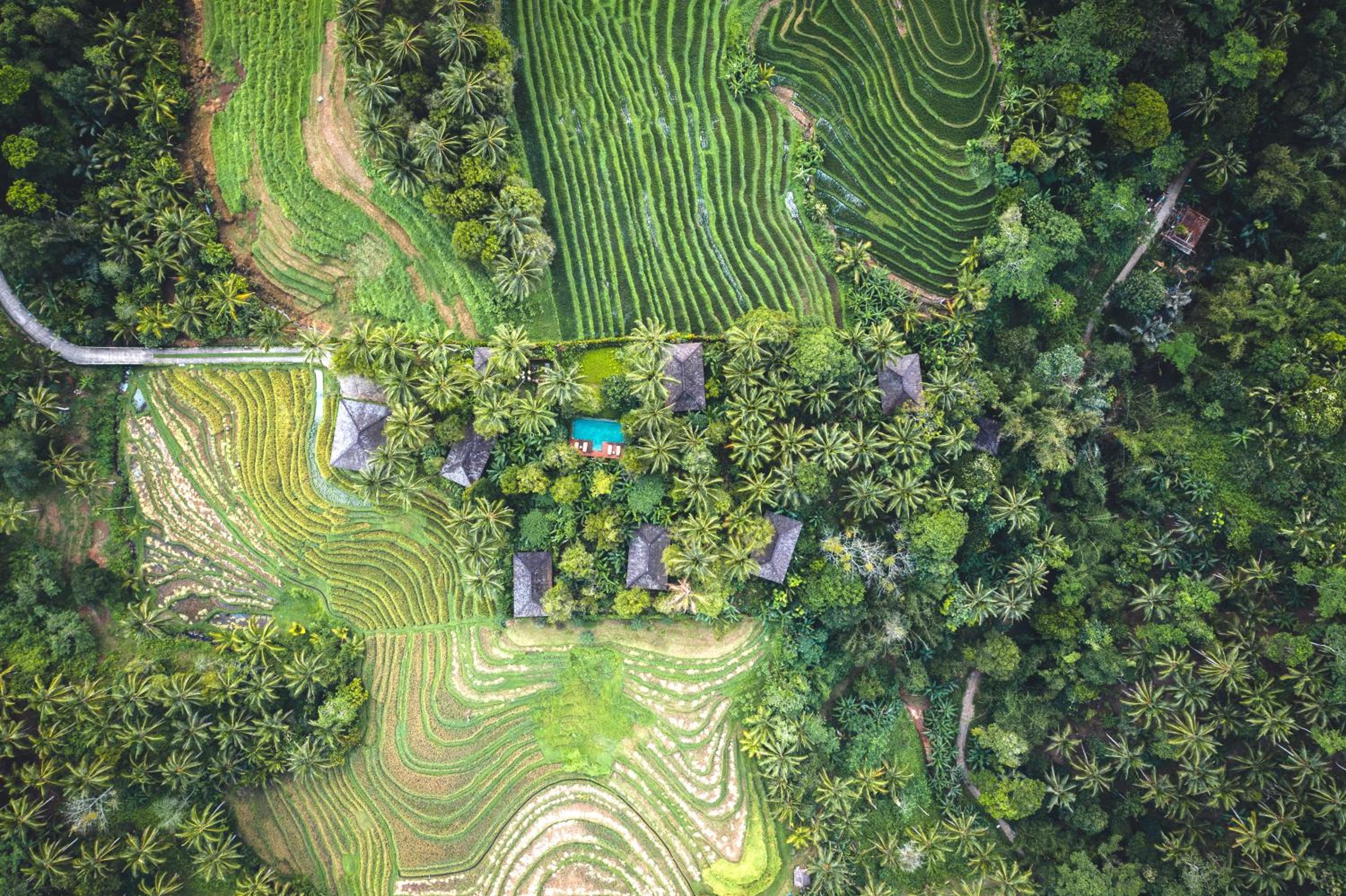 Villa Kopi - Deluxe Bungalow with Rice Field View  photo 2