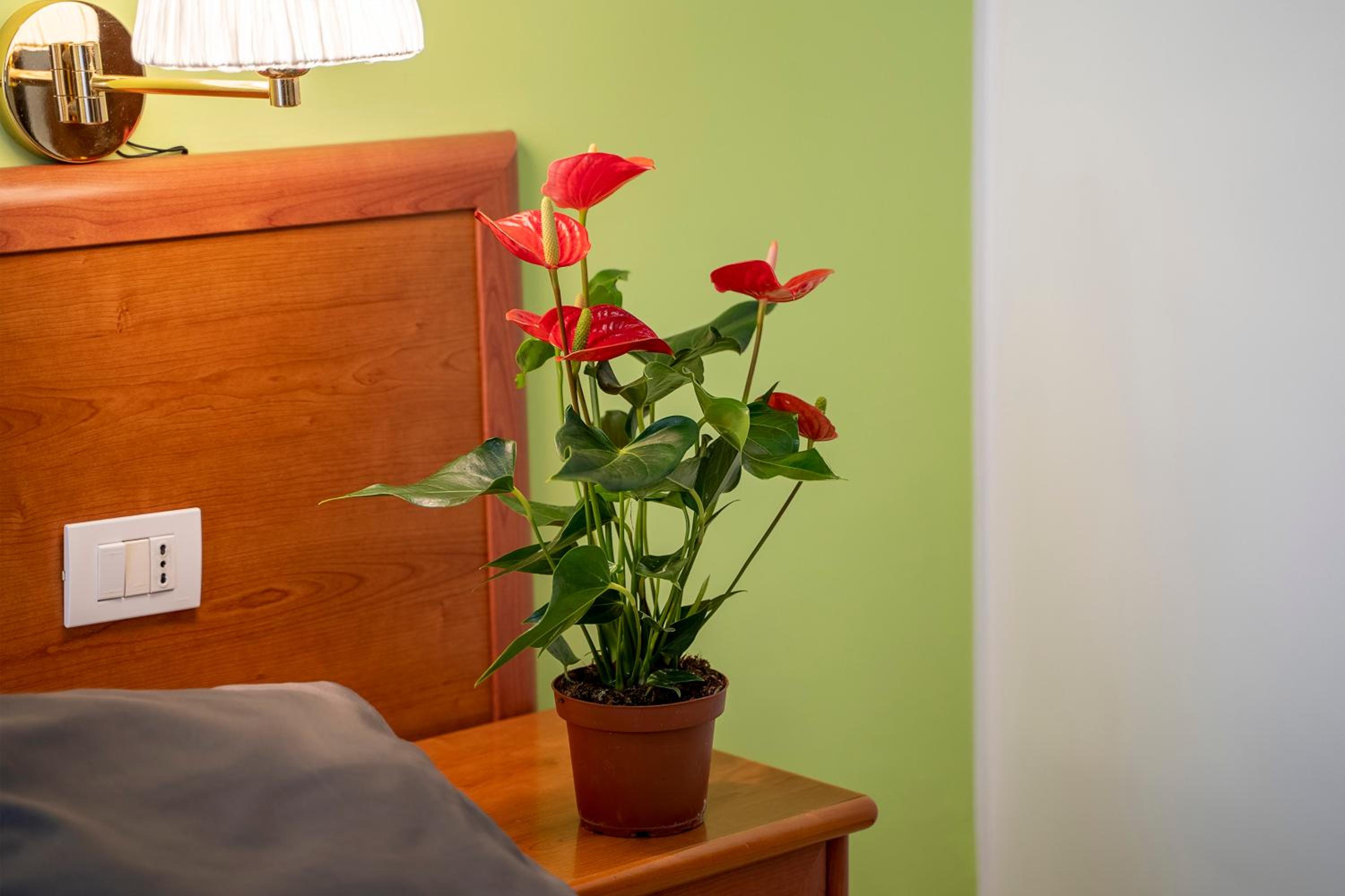 Large Double or Twin Room photo 1