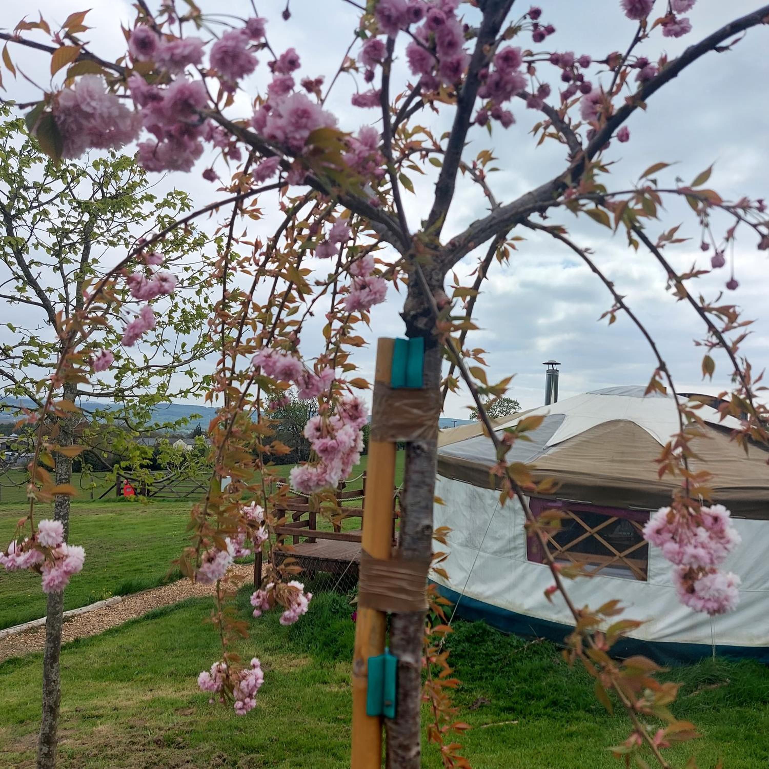 Mayflower Yurt - Photo 4