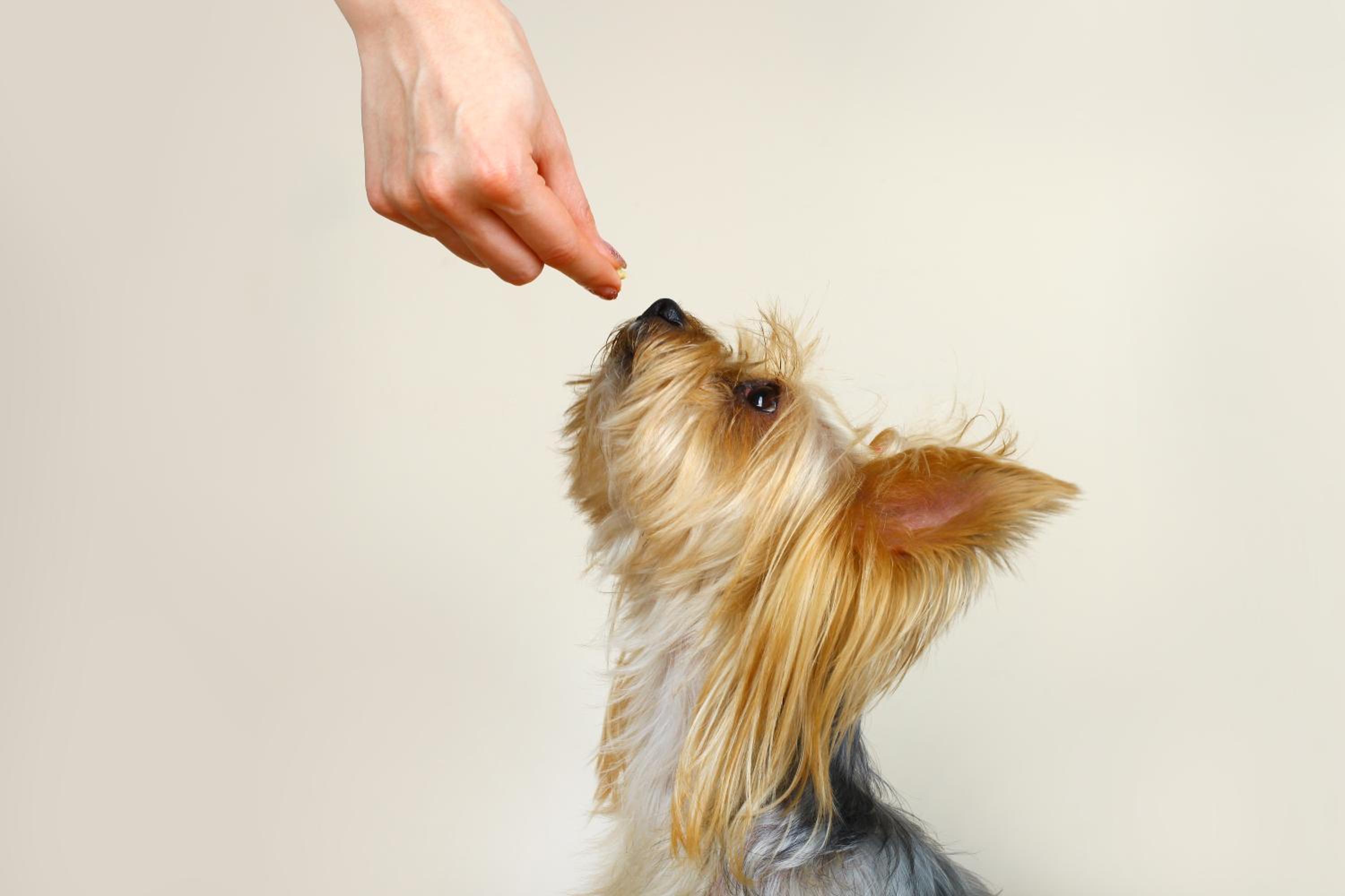 Double Deluxe Pet Friendly
