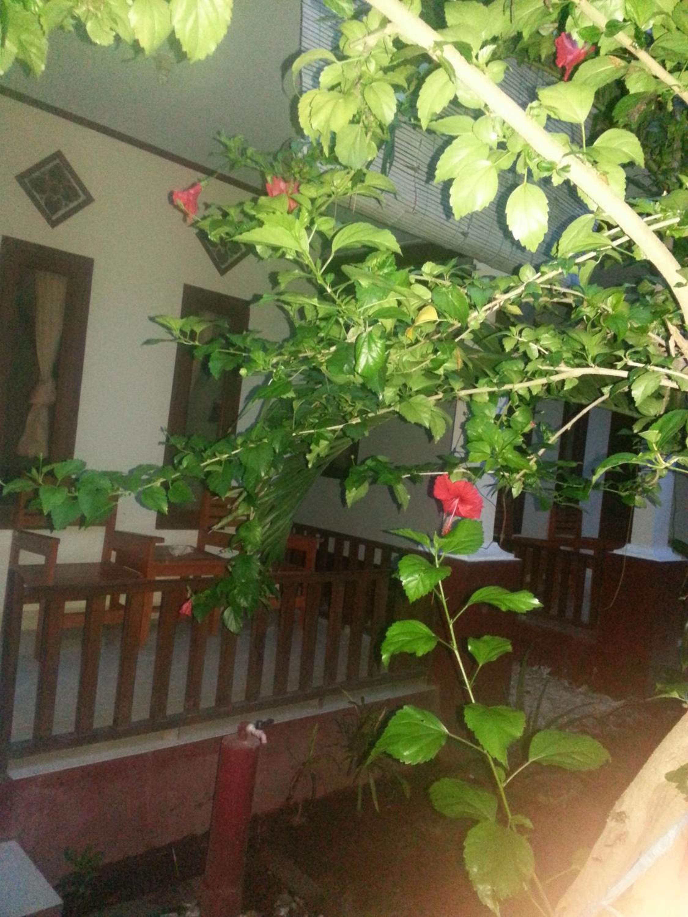 Standard Bungalow photo 3