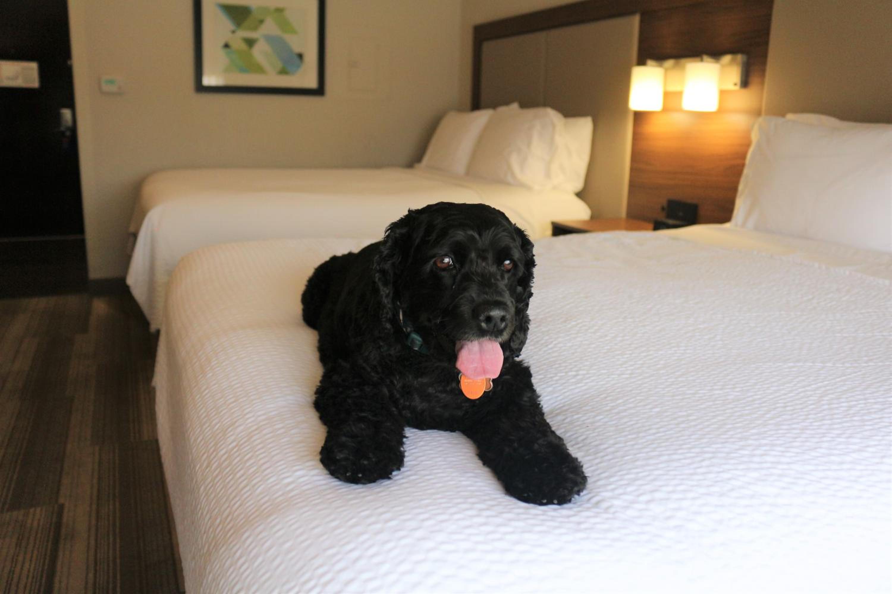 Standard Queen Room with Two Queen Beds - Pet Friendly - Photo 8