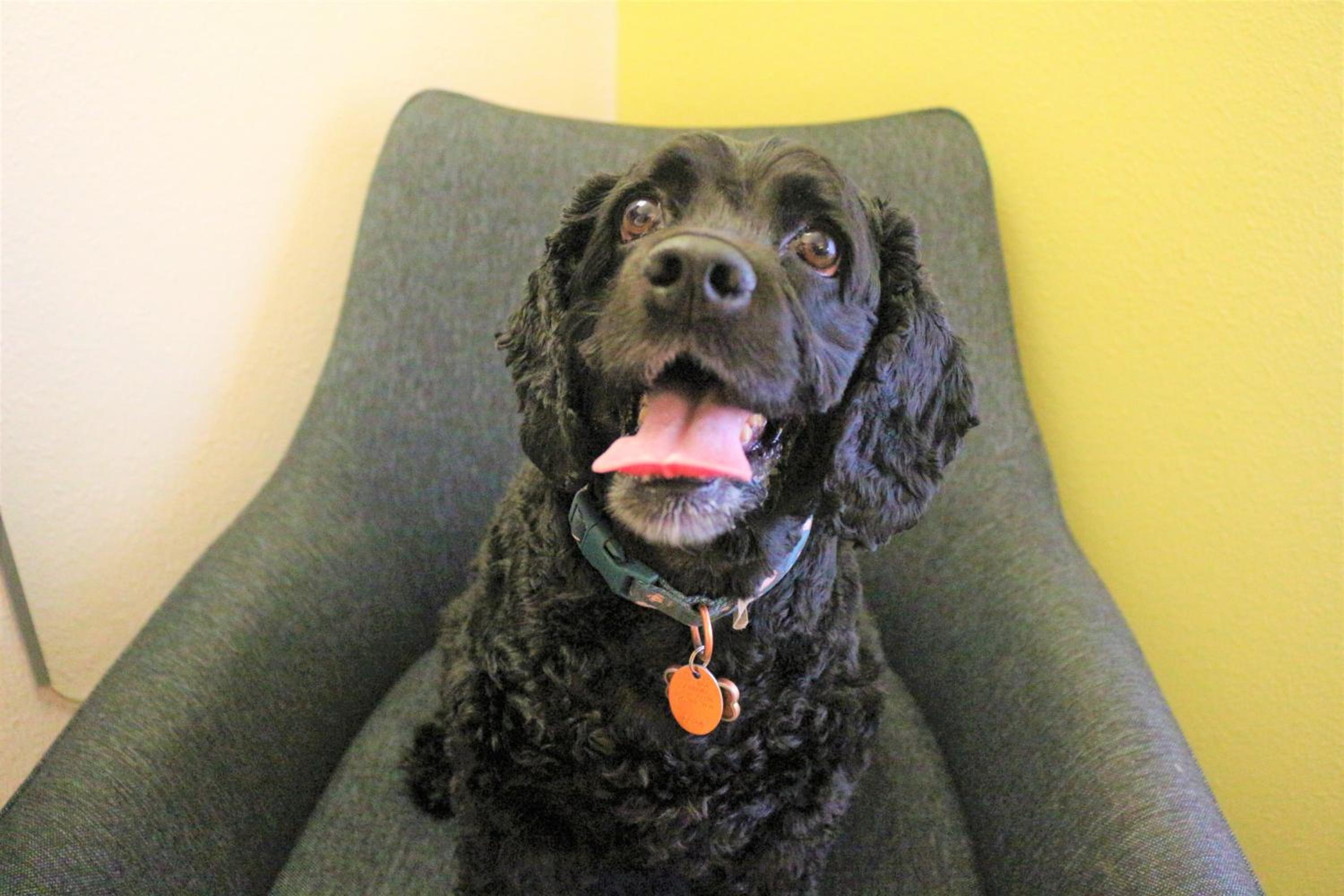 Standard King Room - Pet Friendly - Photo 8