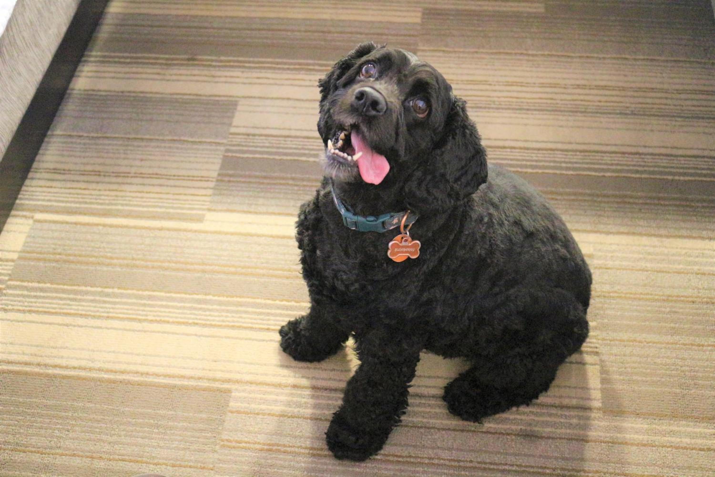 Standard King Room - Pet Friendly - Photo 3