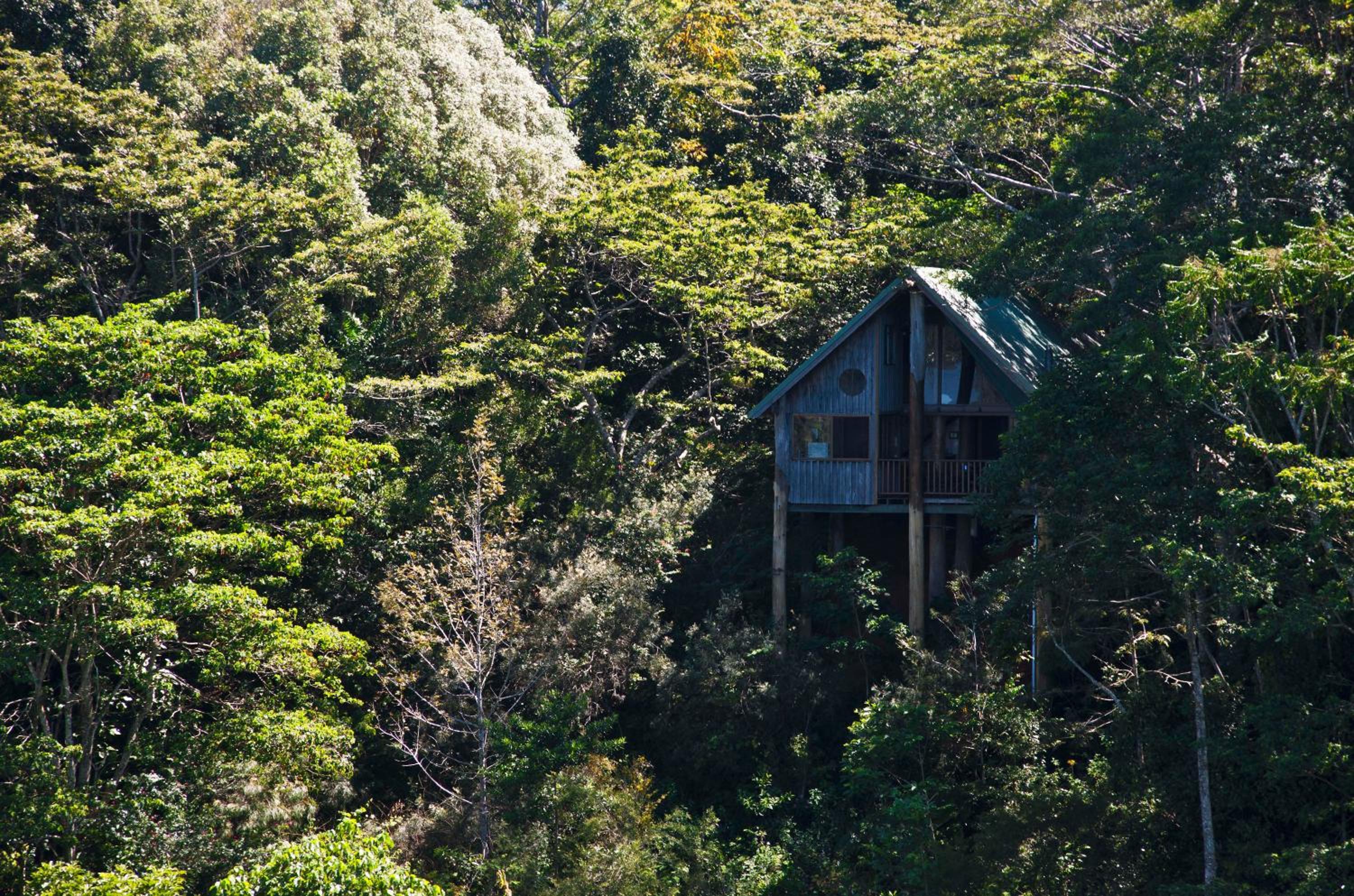 Studio - Treehouse photo 3