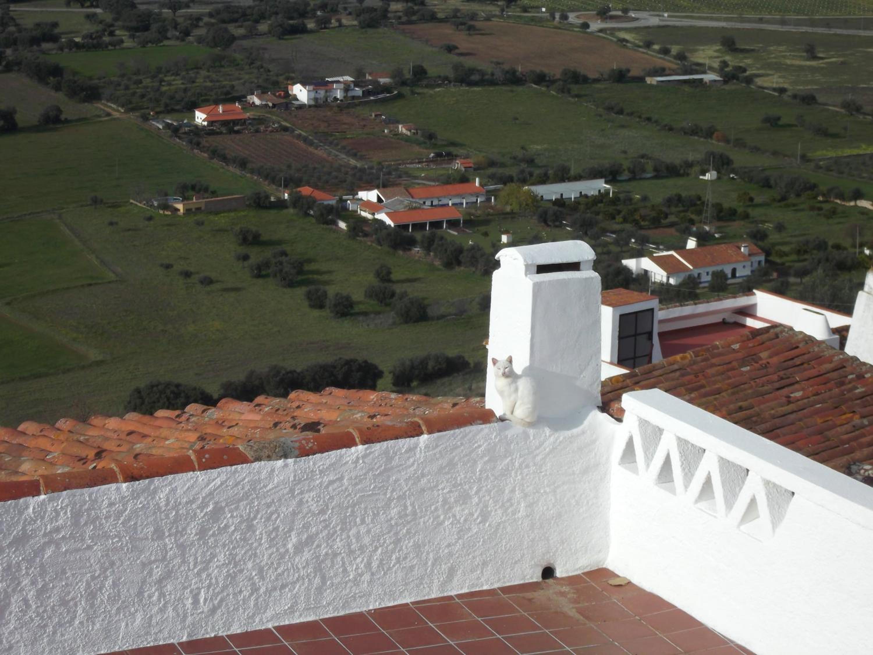 Double Room with Terrace photo 3