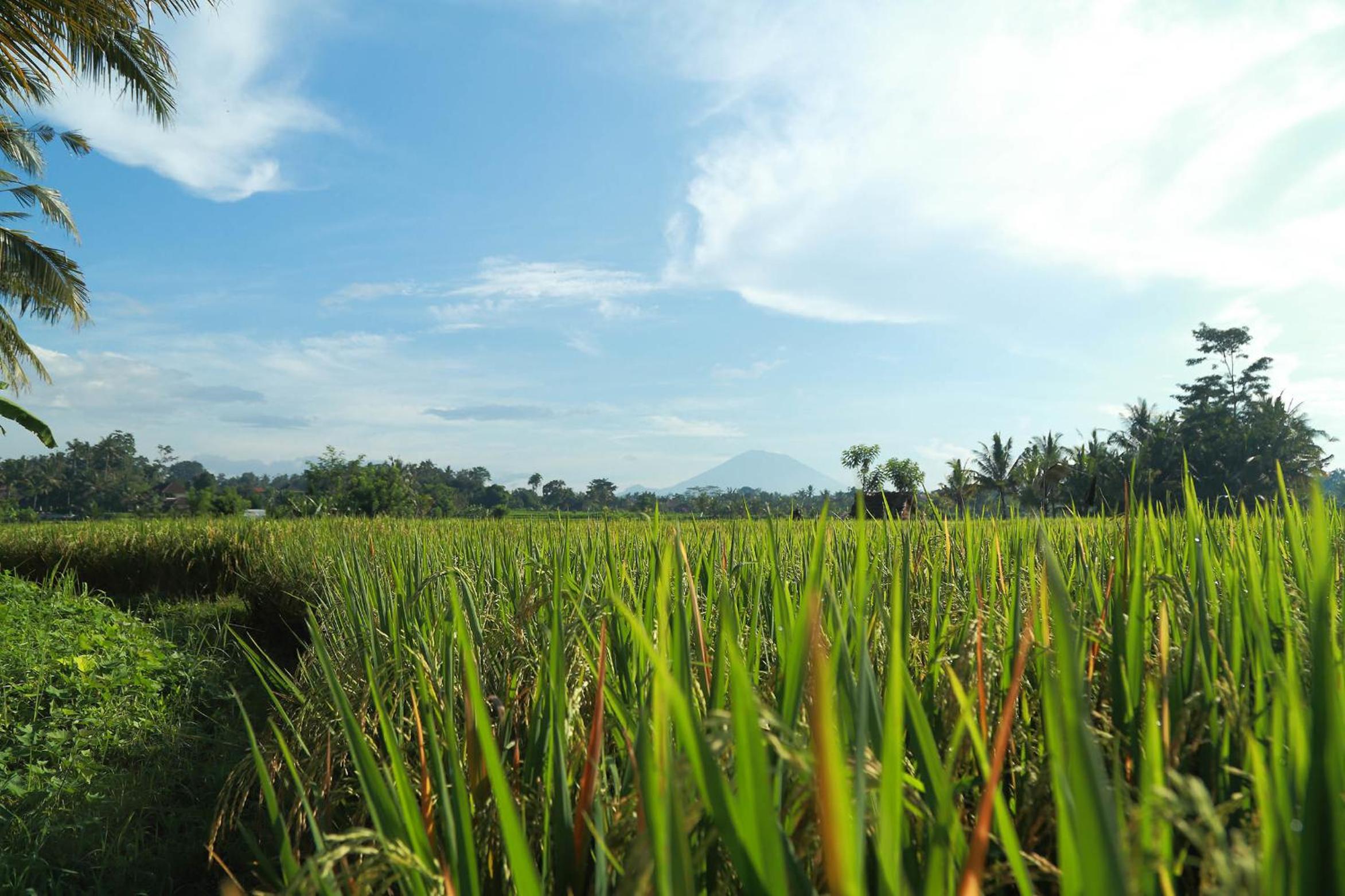 One Bedroom Private Pool Villa with Ricefield View and Daily Afternoon Tea thumbnail 6