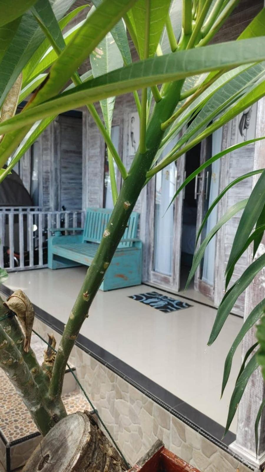 Deluxe Bungalow with Sea View photo 3