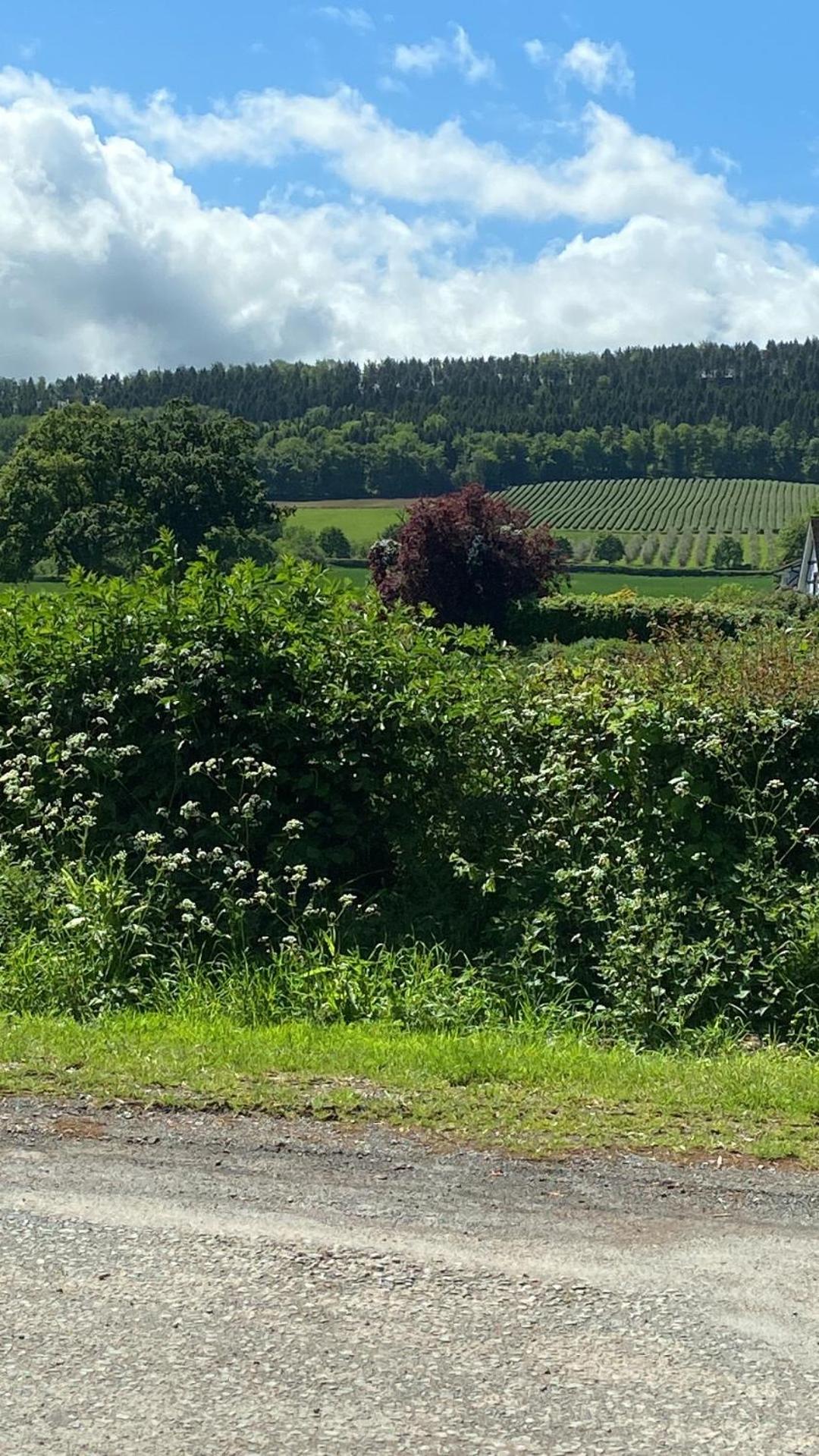 Superior Twin Room photo 2