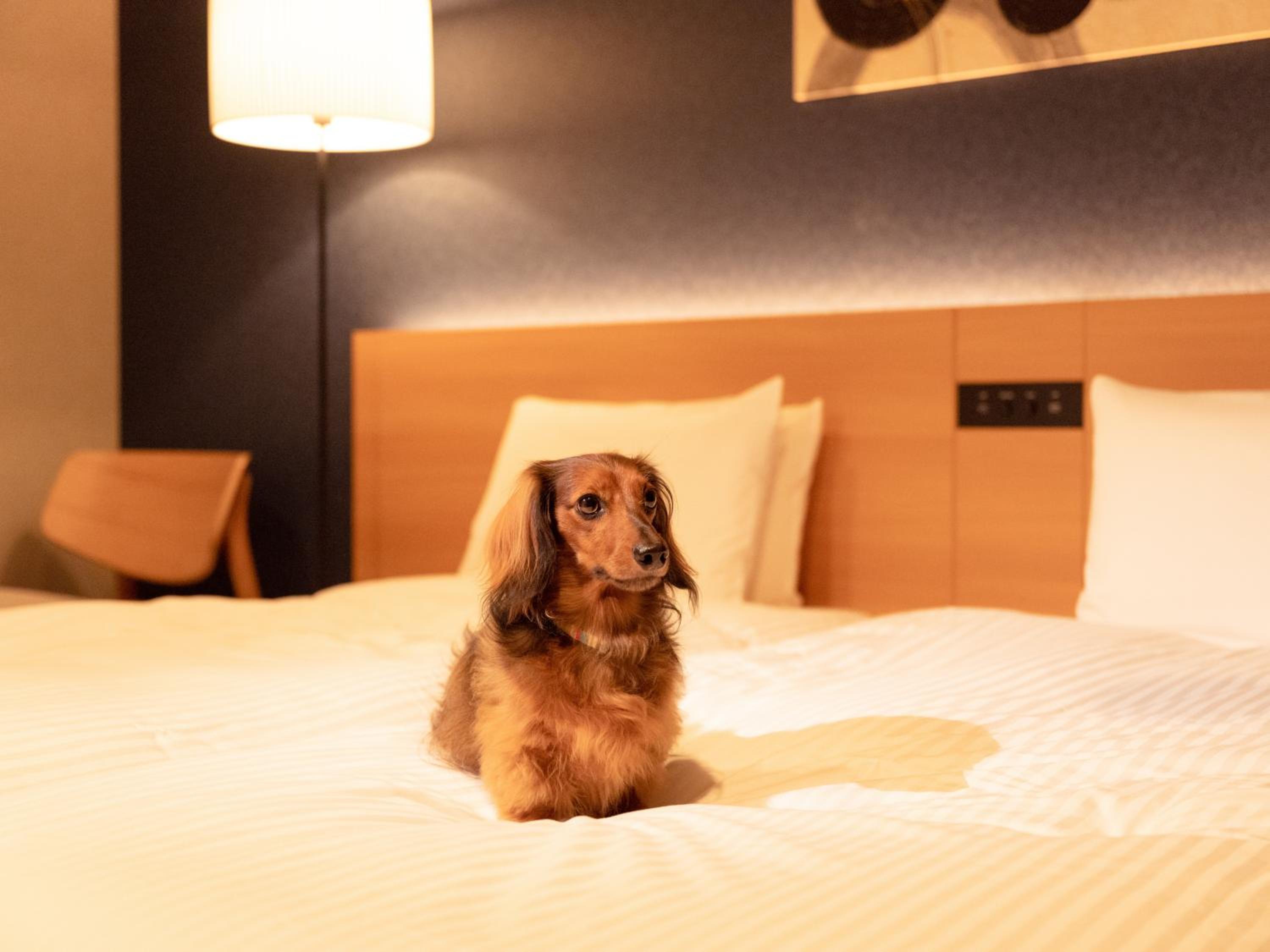 Dog-Friendly Suite photo 2
