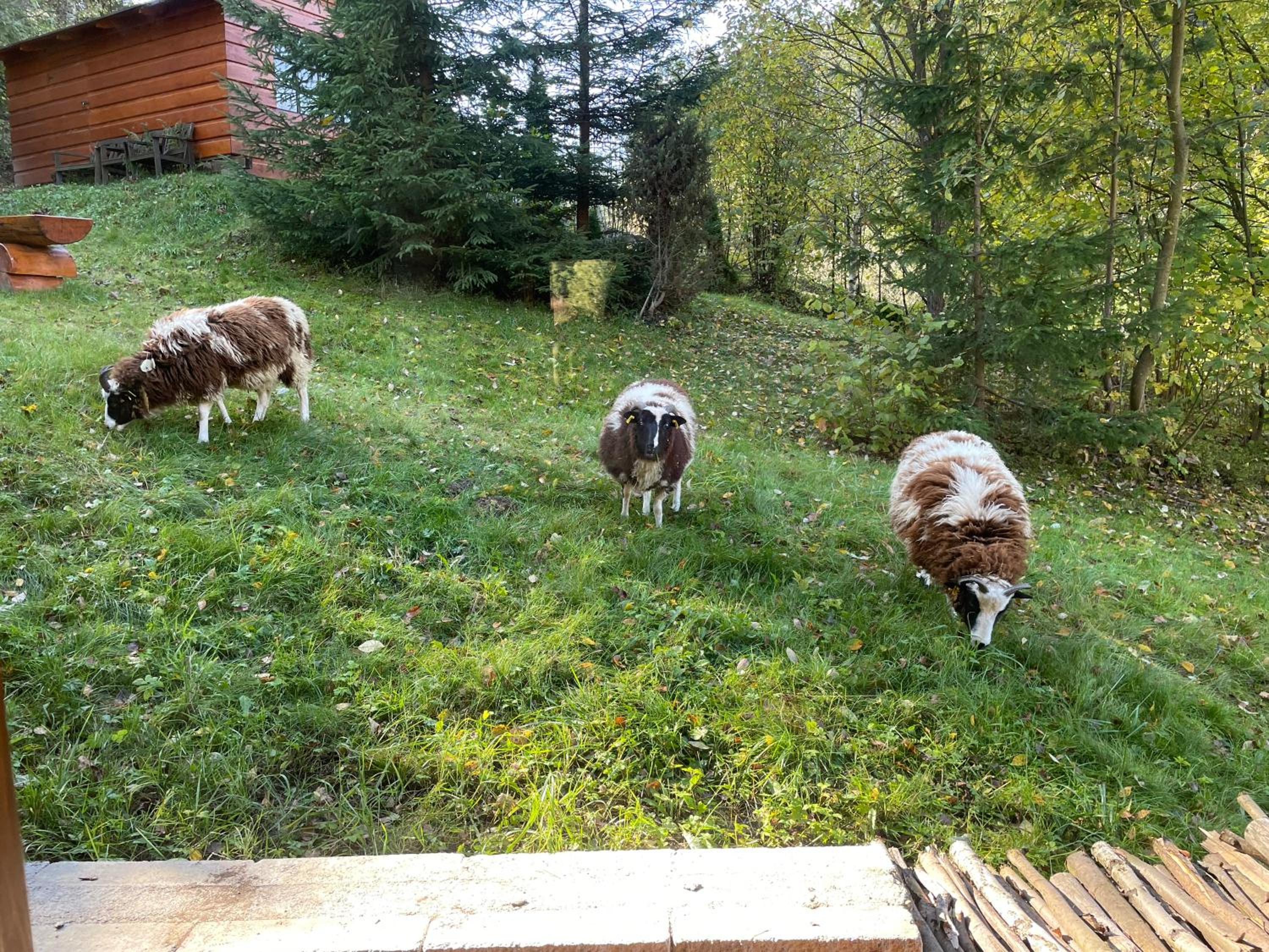 Superior Chalet - Photo 16