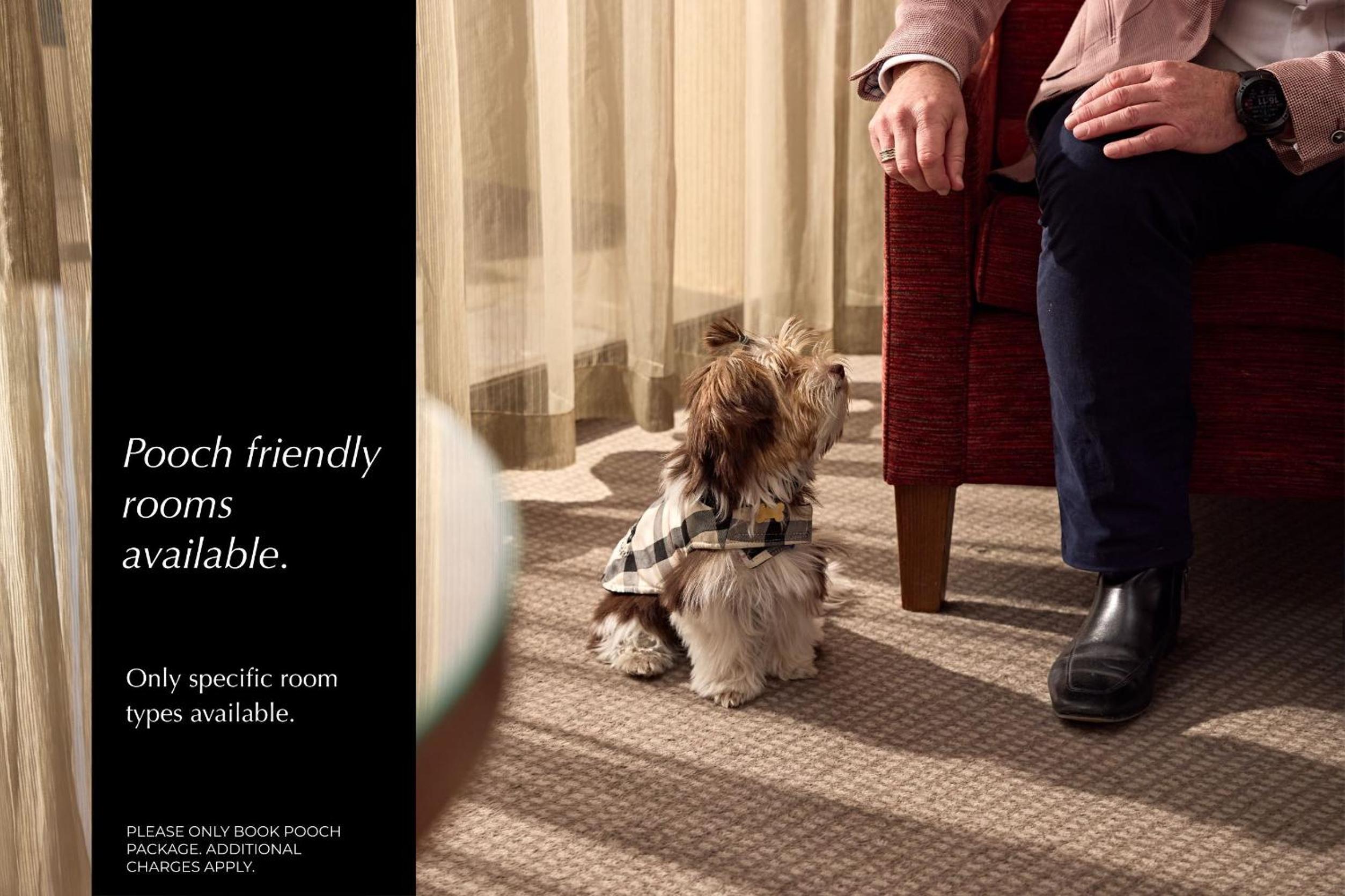 Pet Friendly Junior Suite
