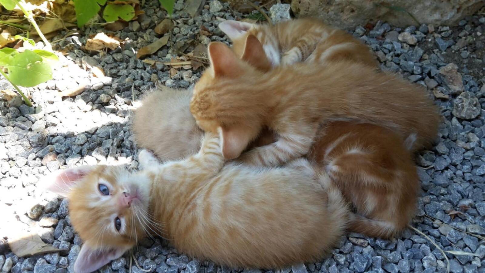 One-Bedroom Apartment with Garden View photo 3