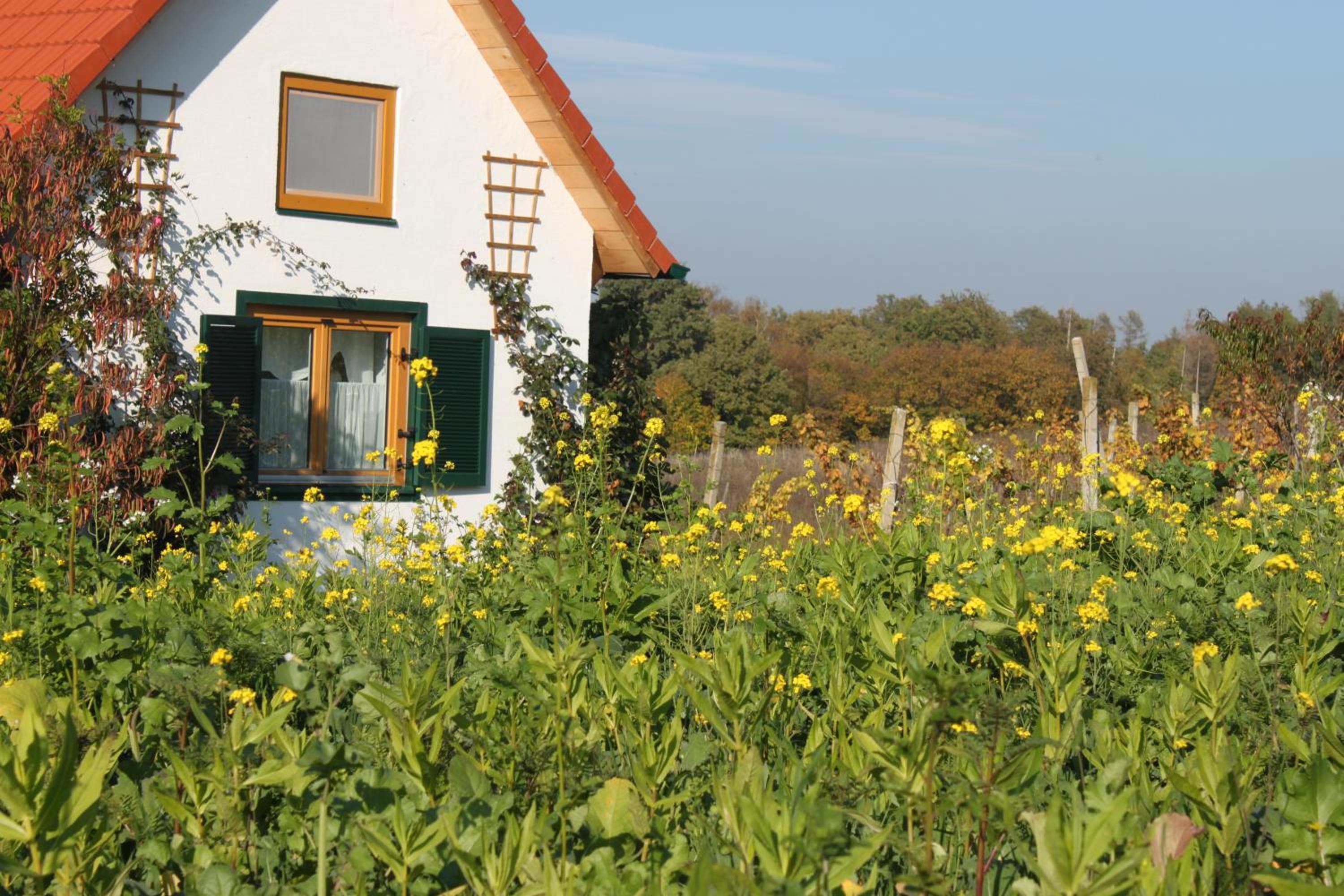 Studio with Terrace photo 3