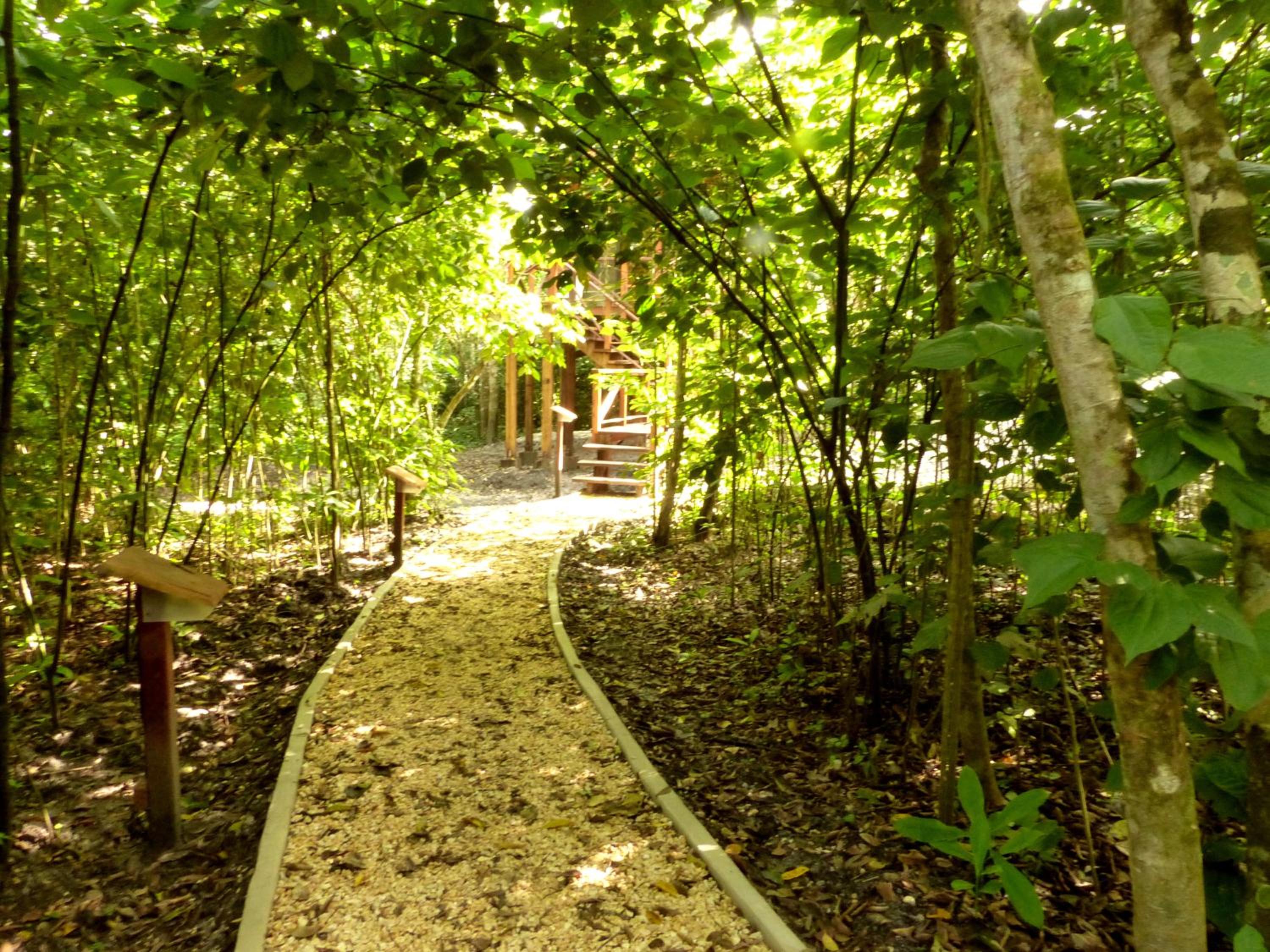 Tree House Bungalow
