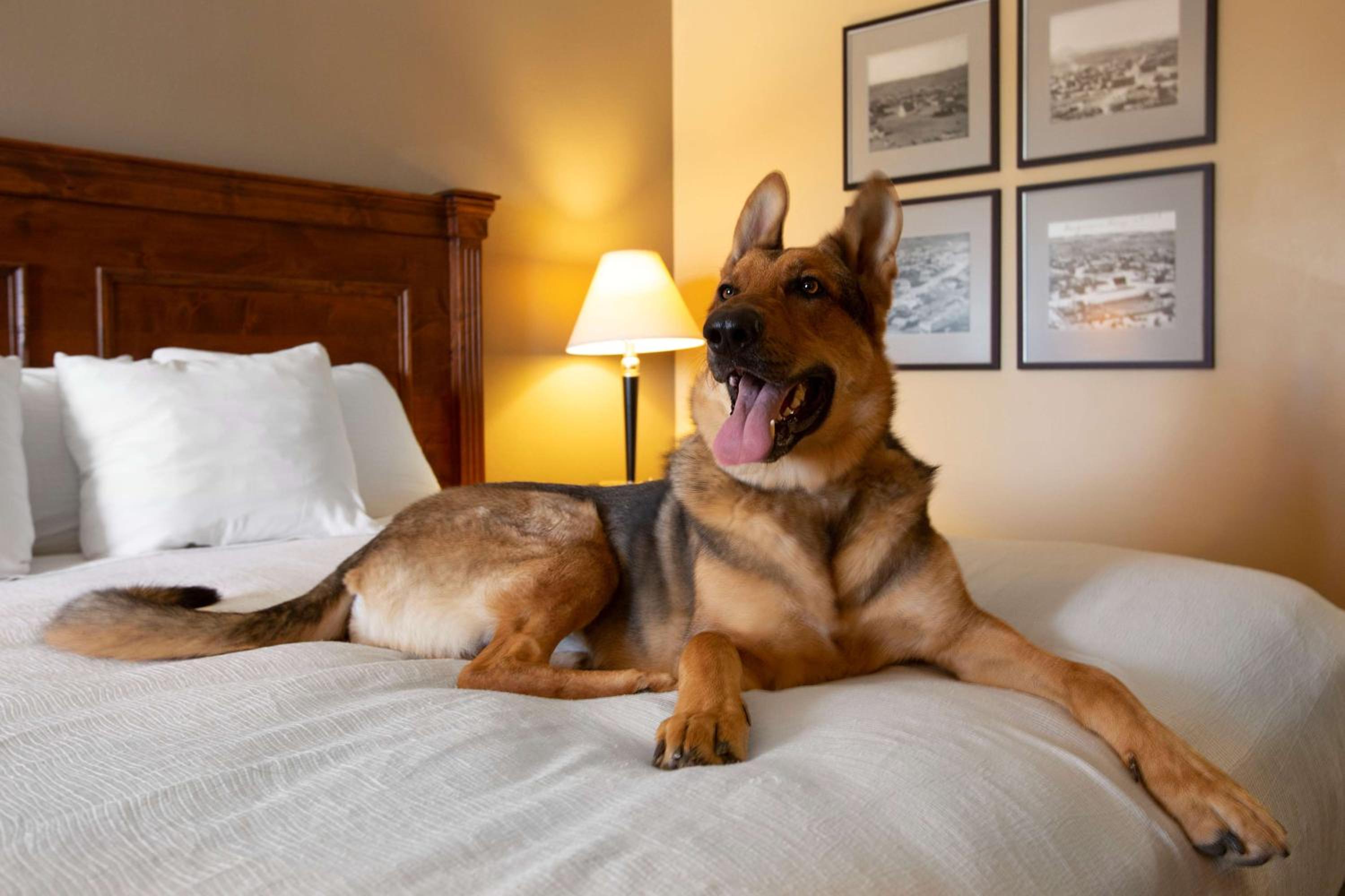 King Room - Pet-Friendly photo 3