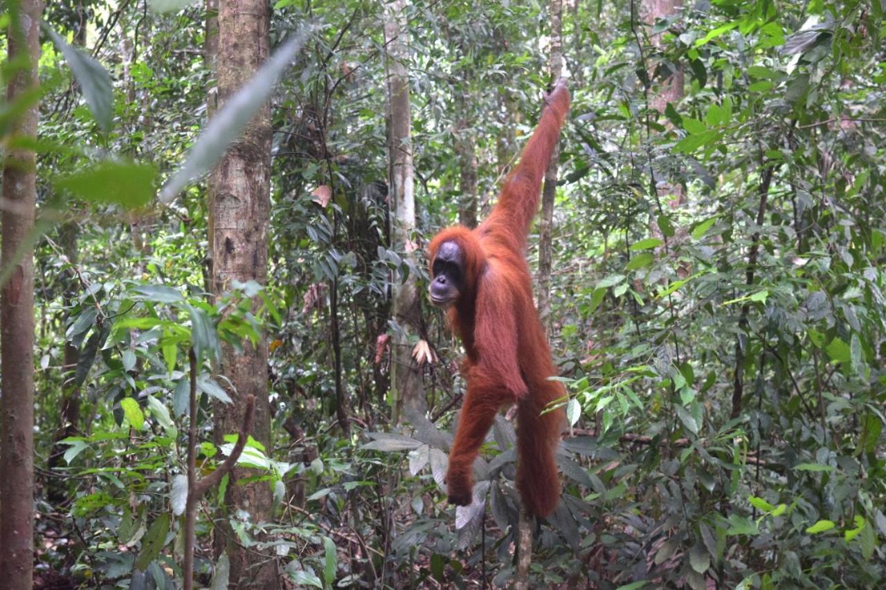 Special Offer - Bukit Lawang Tour Package at Deluxe Cottage photo 2
