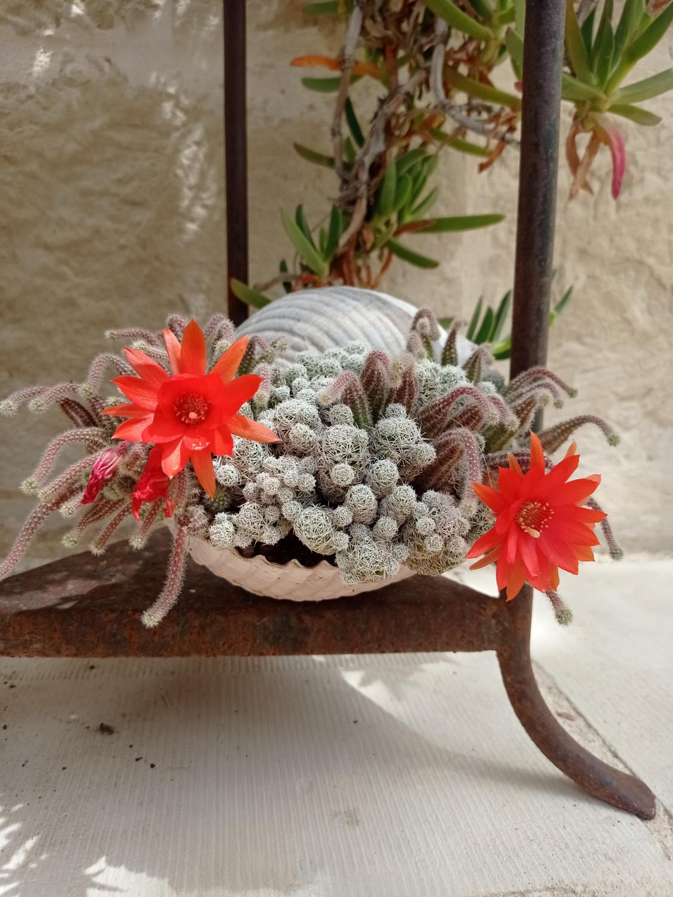 Giardino Frannicola, Billede 5
