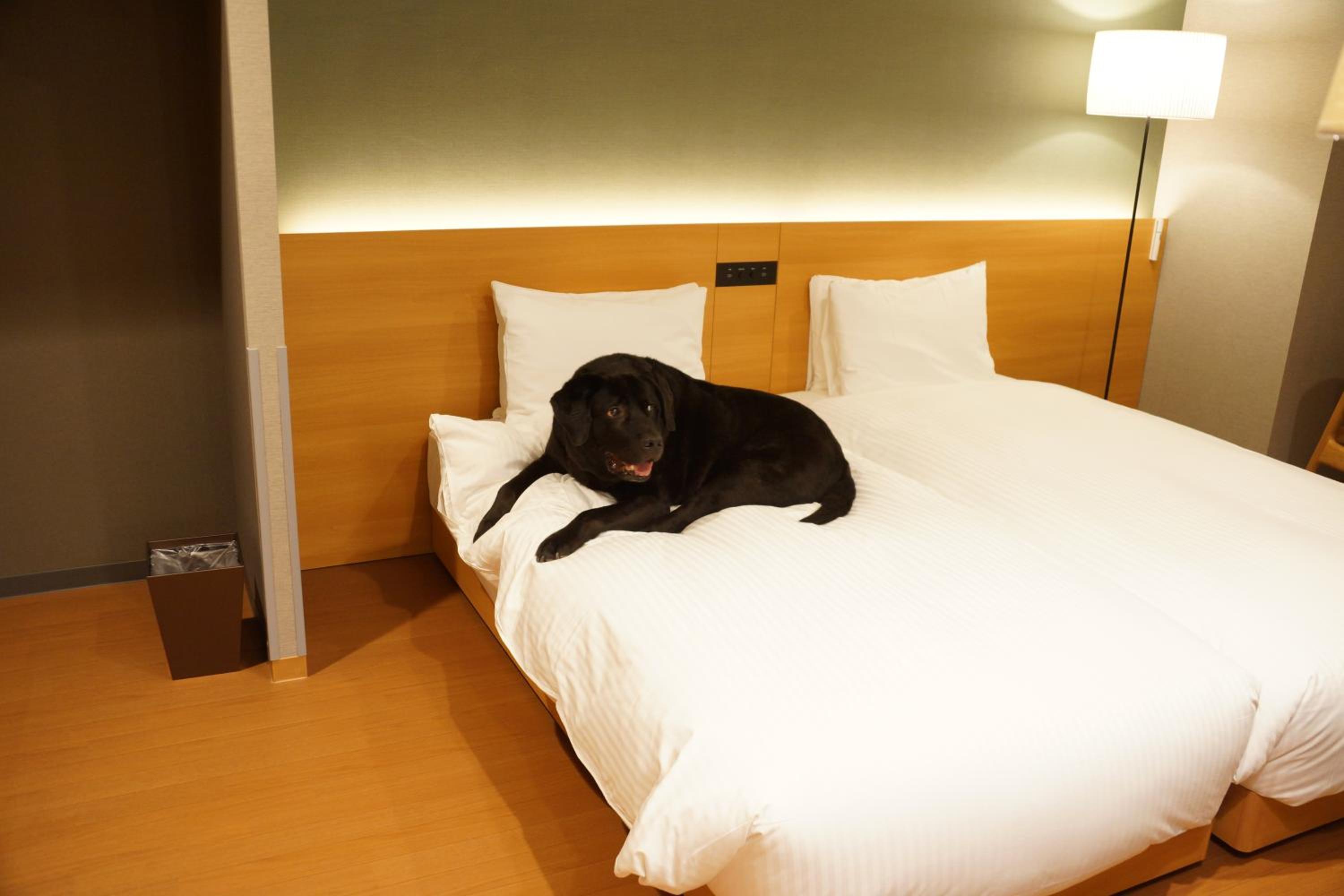 Dog-Friendly Japanese Suite photo 2