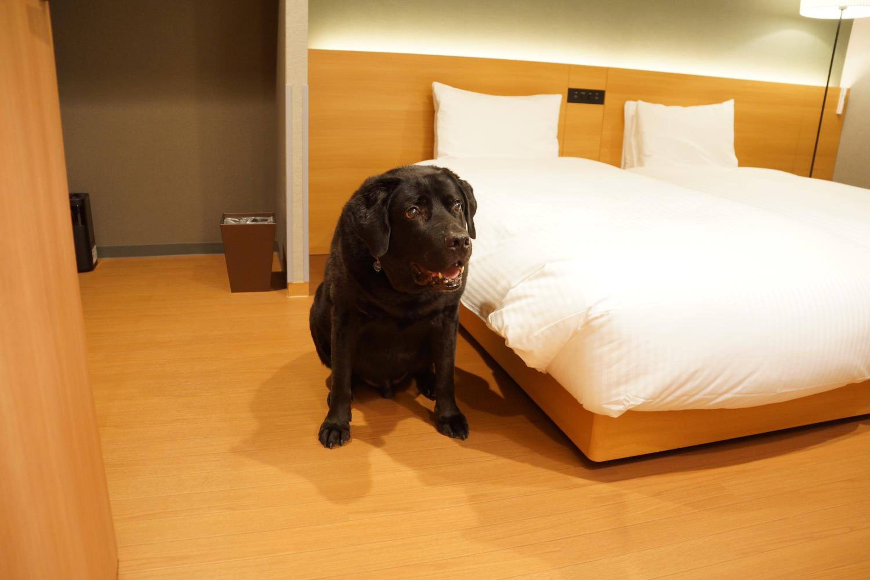 Dog-Friendly Suite With Living Room Sofa photo 3