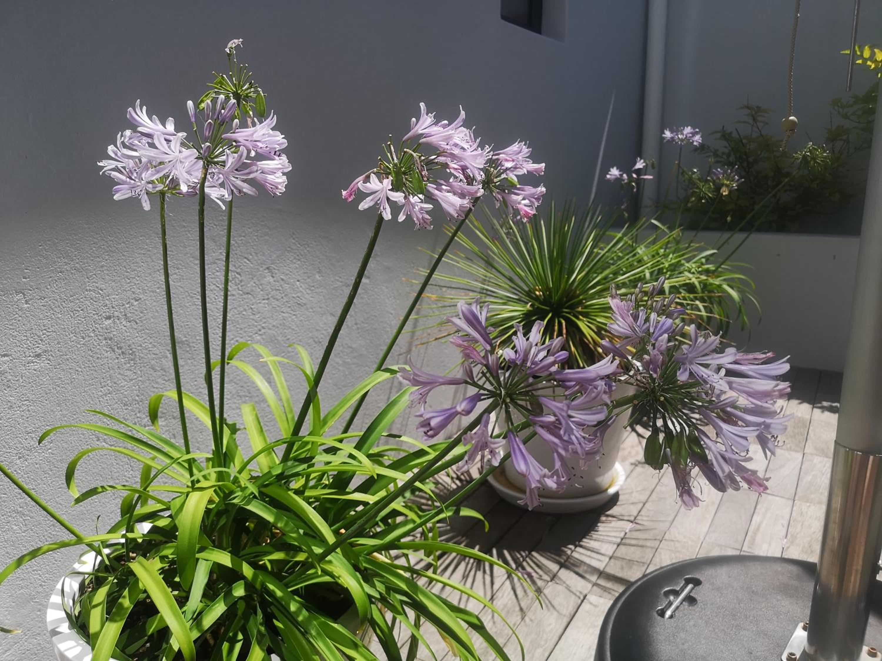 Studio with Terrace - Photo 13