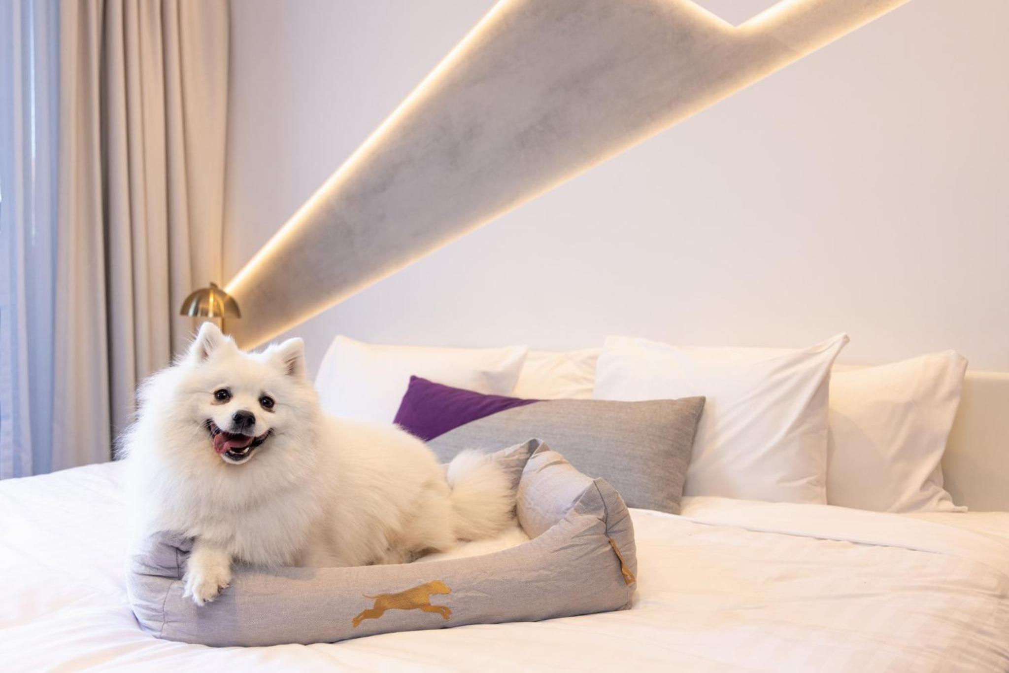 One King Standard Balcony Room - Dog Friendly - Photo 2