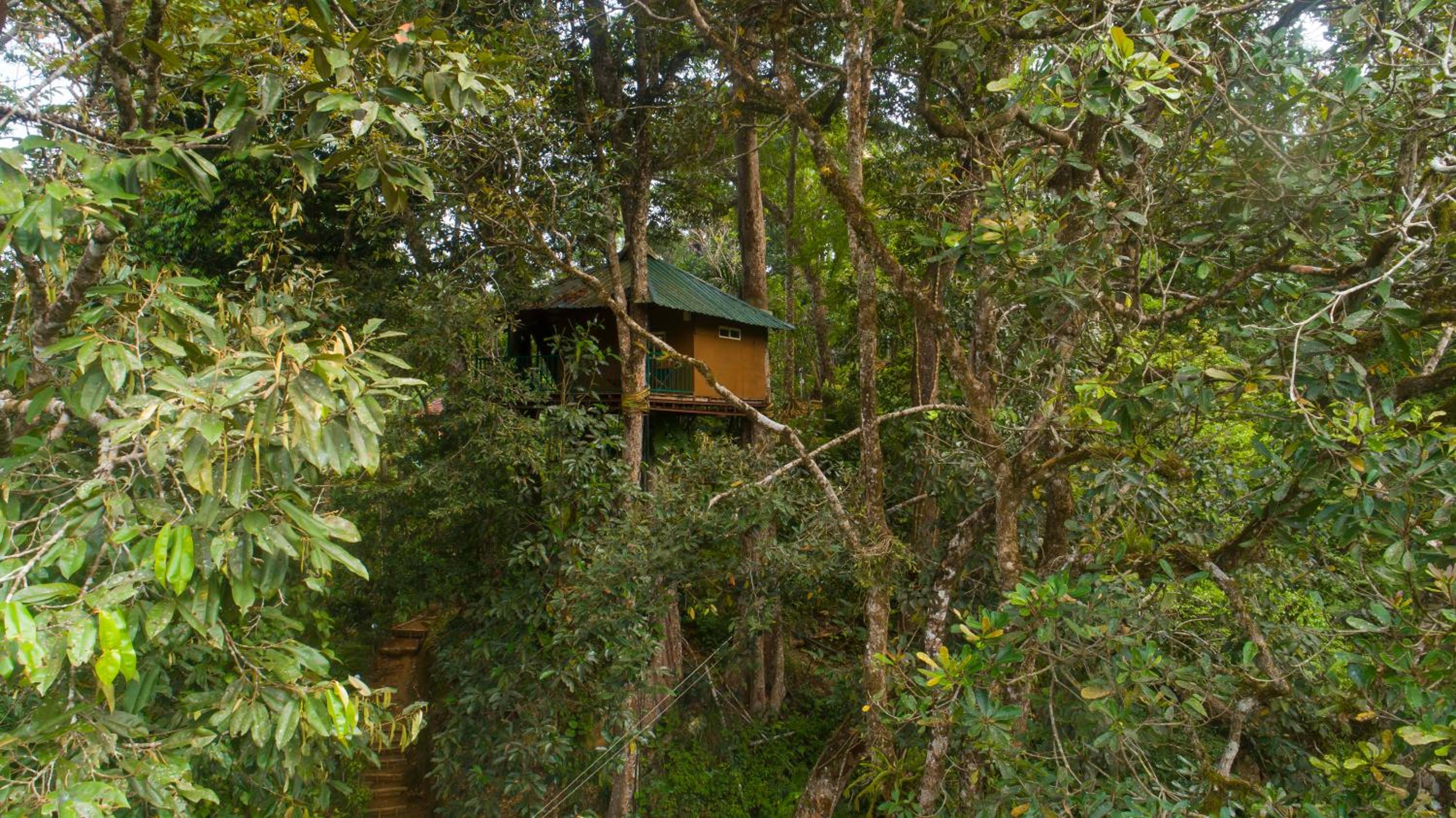 Tree House - Photo 5