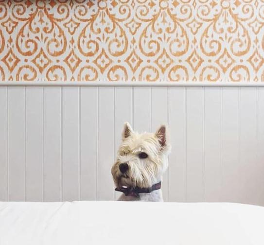 Fabulous Dog Friendly - Thermal Journey not included - Photo 4