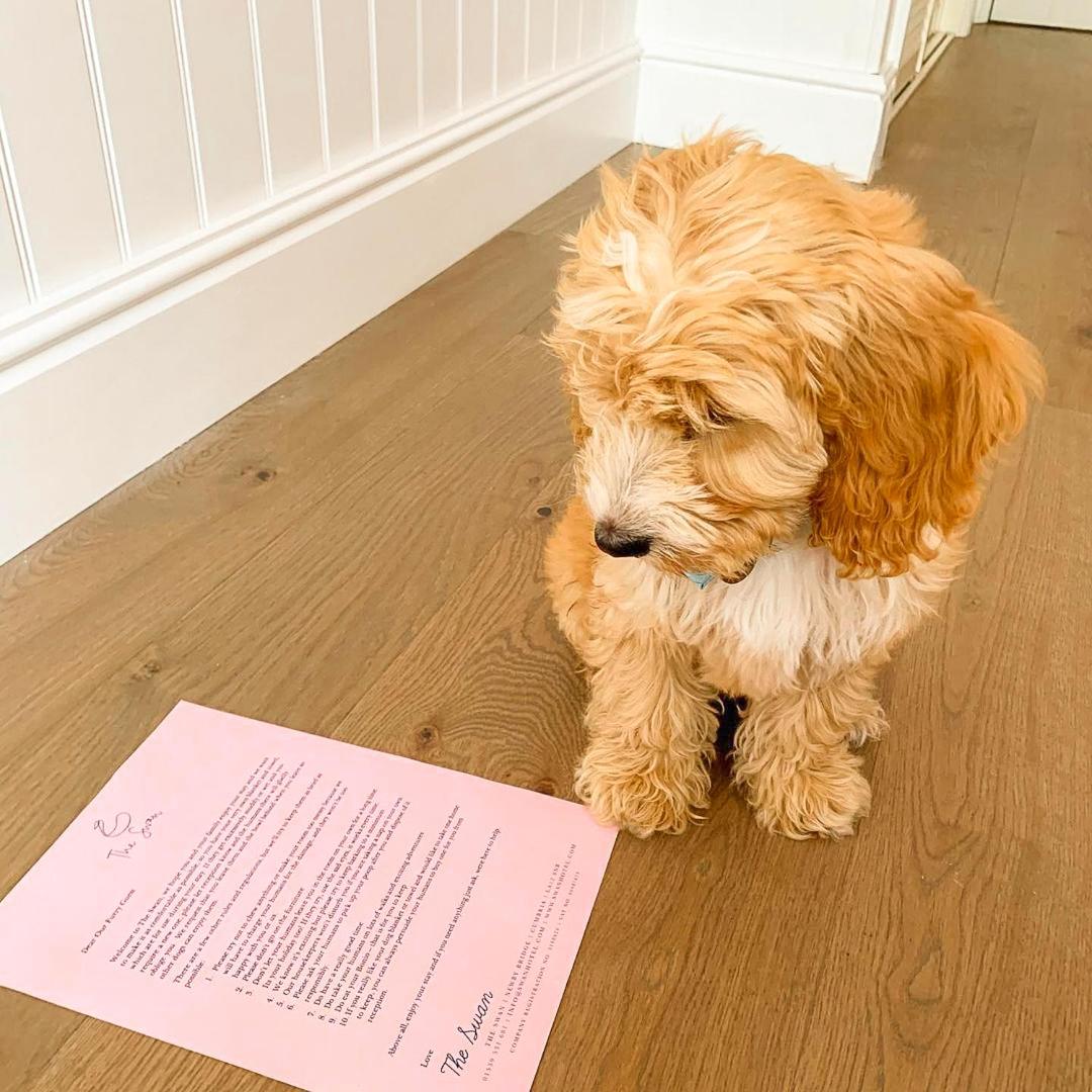 Fabulous Dog Friendly - Thermal Journey not included - Photo 7