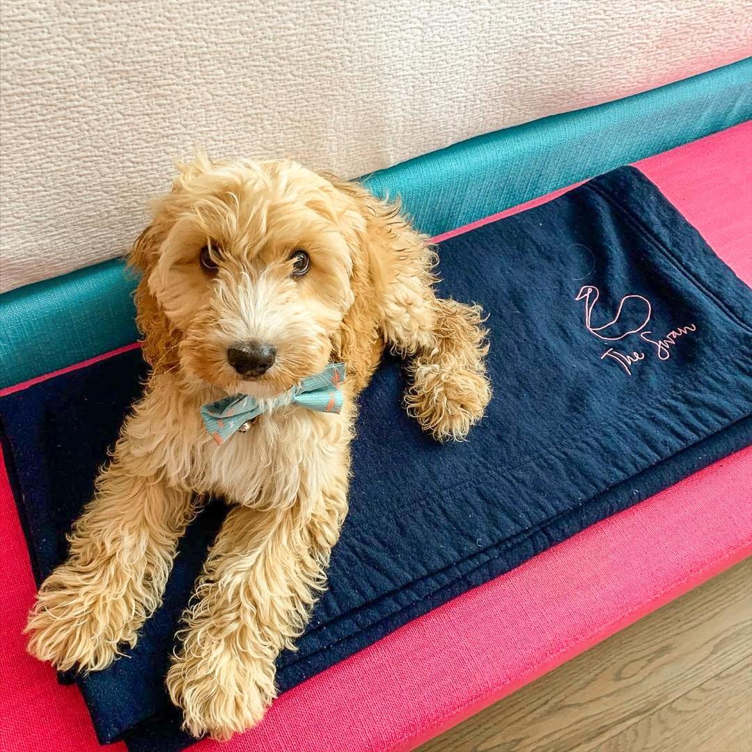 Fabulous Dog Friendly - Thermal Journey not included - Photo 5