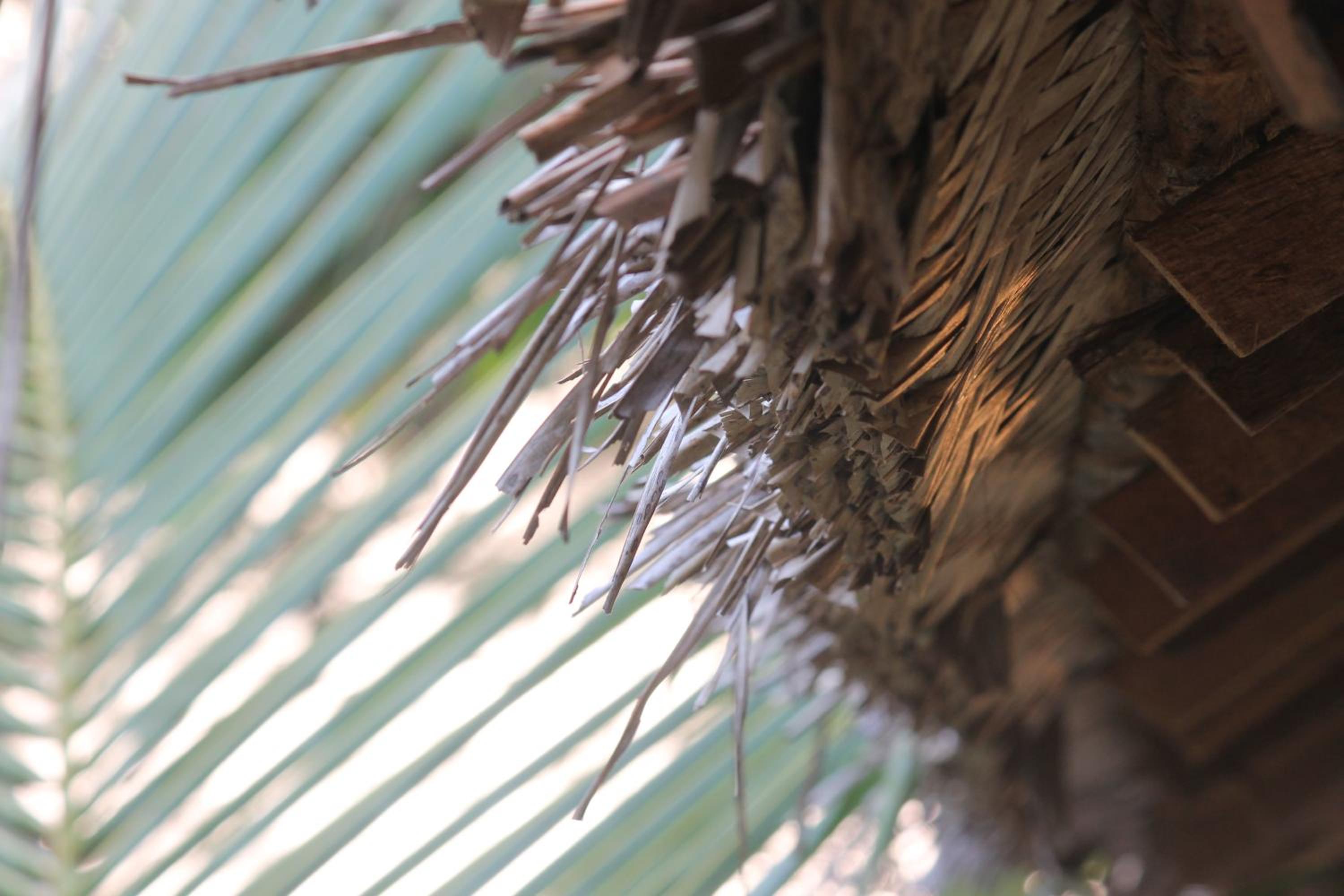 Standard Bamboo Hut photo 3