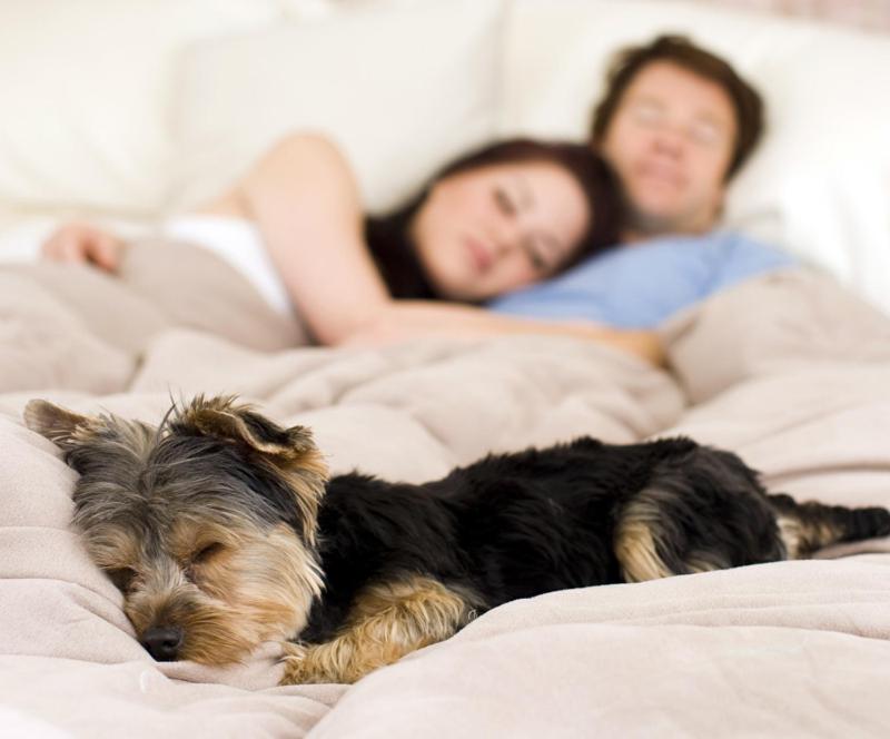 Queen Room with Two Queen Beds - Pet Friendly - Photo 2