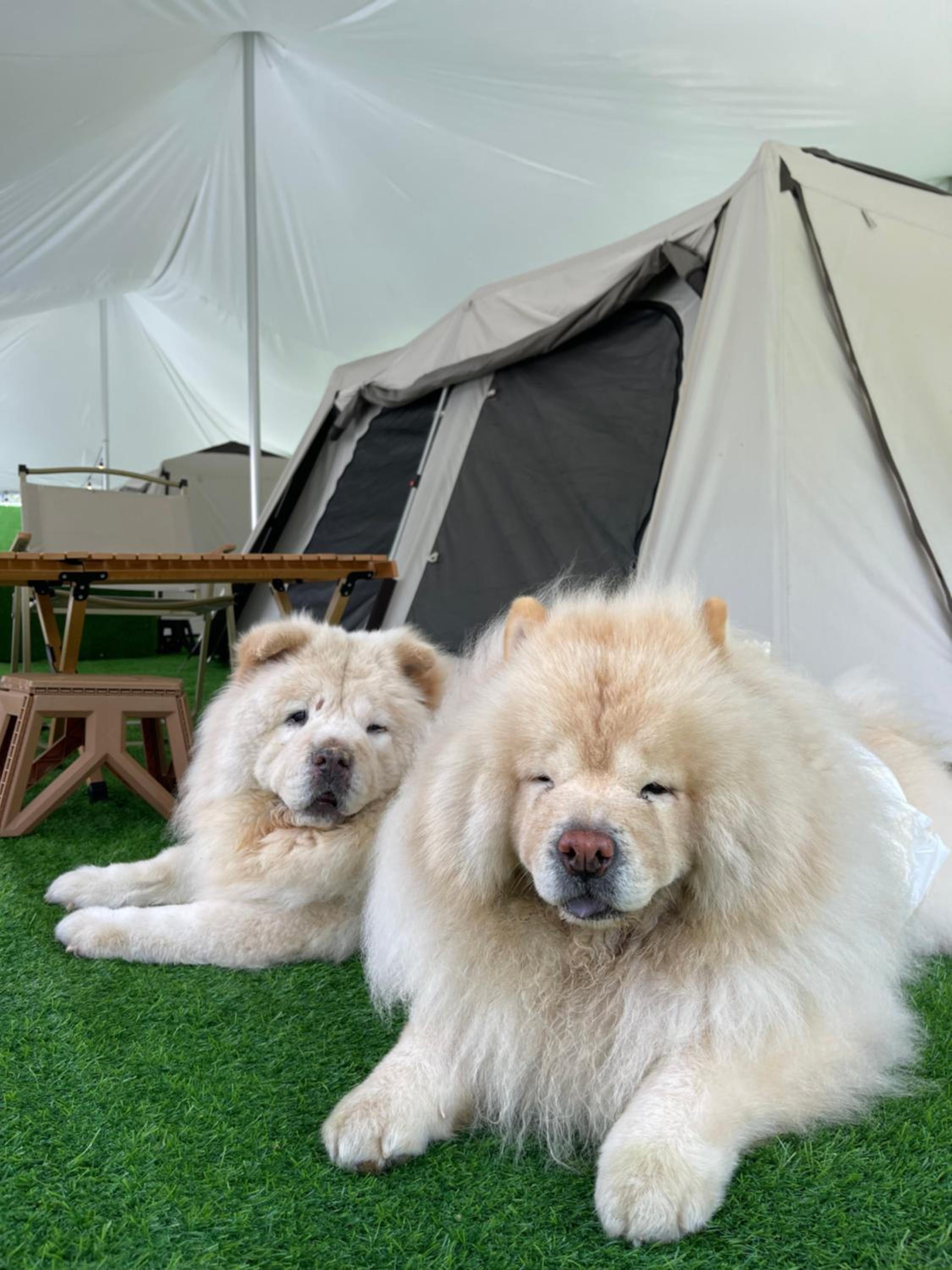 Tent photo 1