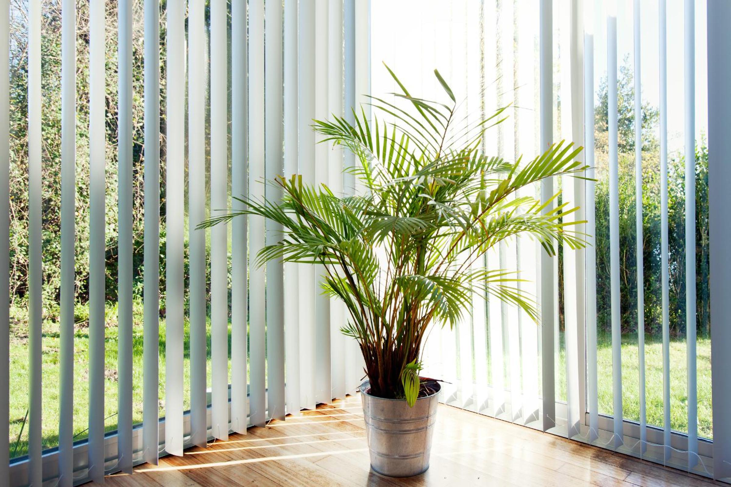Suite with Terrace photo 2