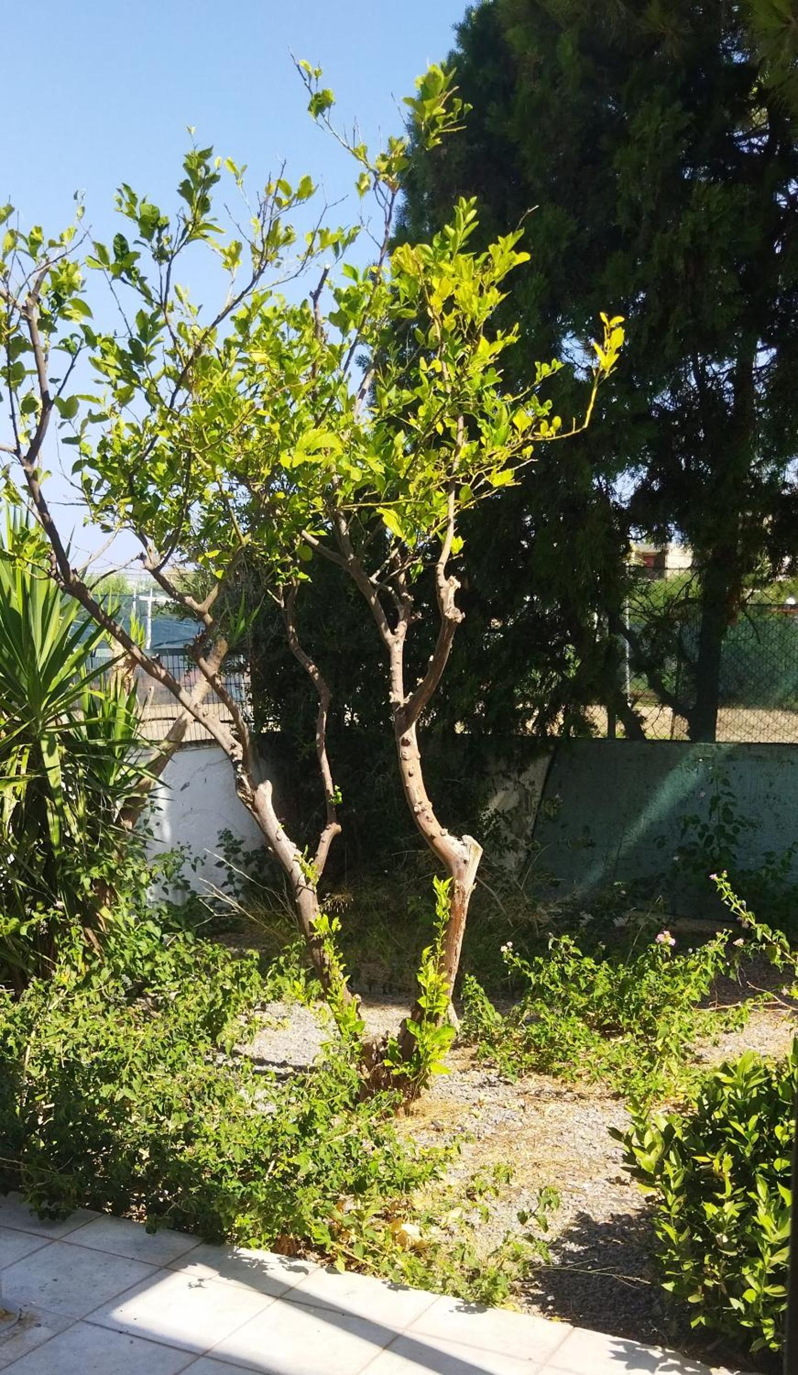 Twin Room With Garden View photo 2