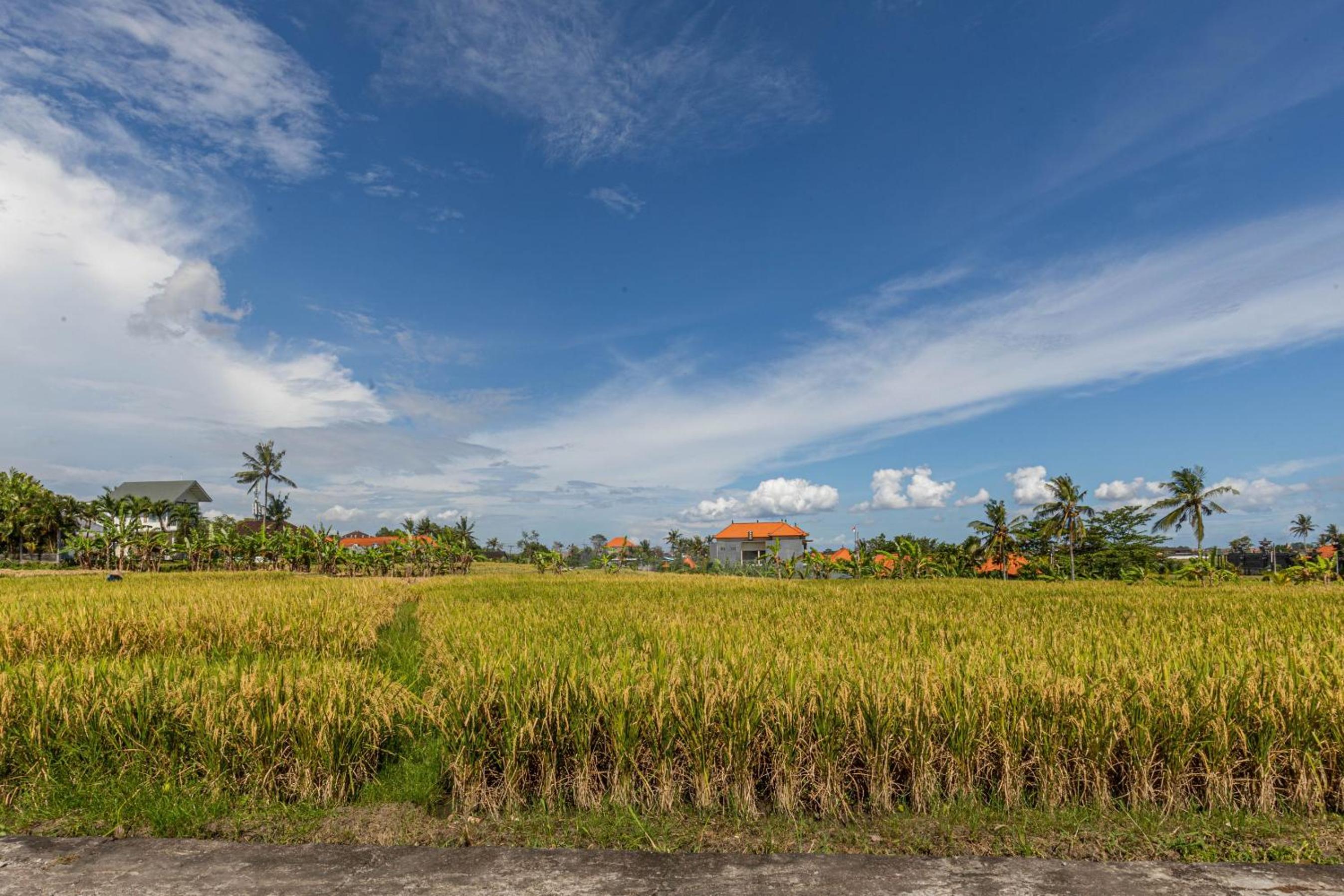 Deluxe Room with Rice field View - Photo 11