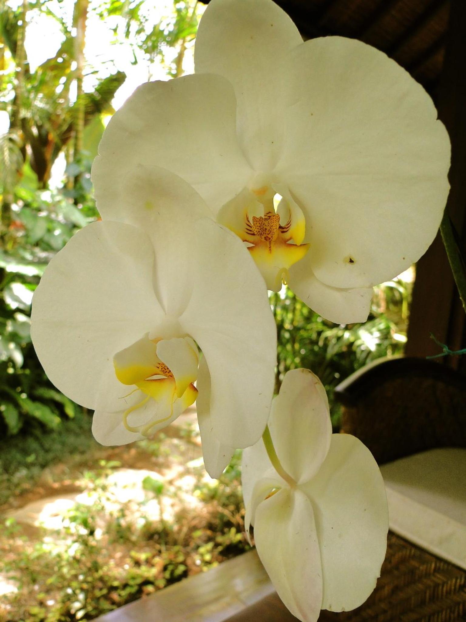 White Orchid Room - Photo 8